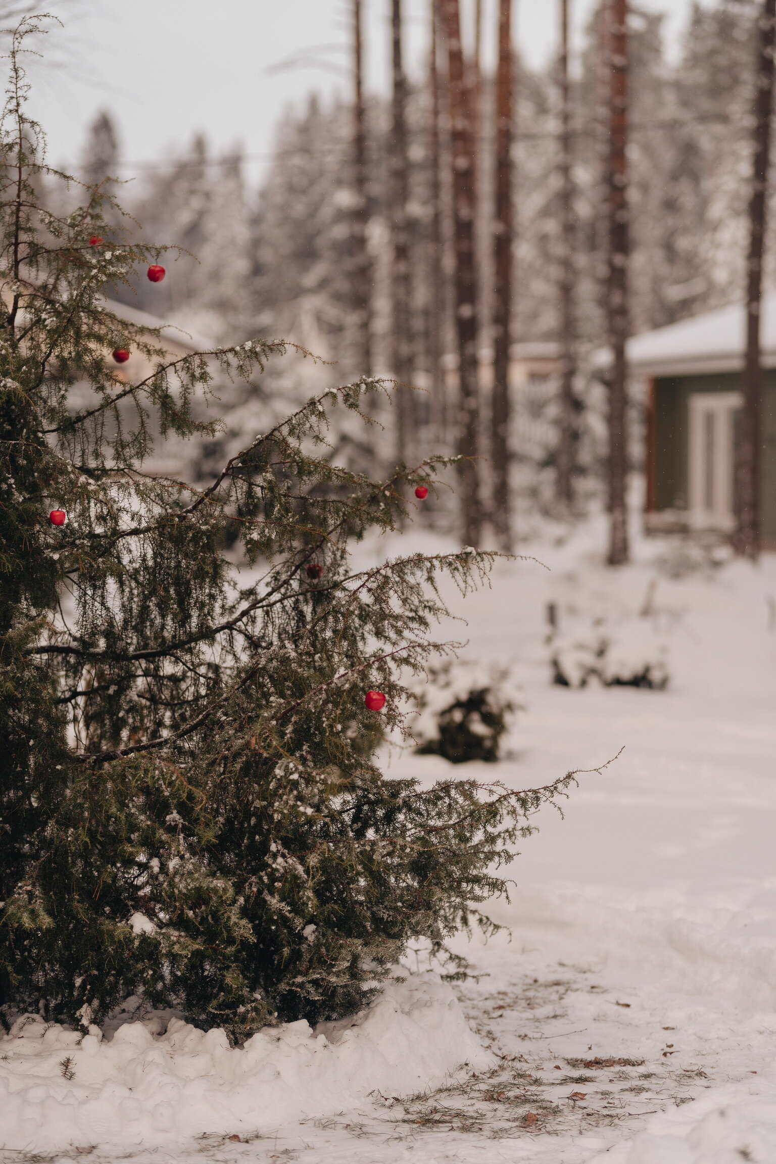 Фото Волшебный лес