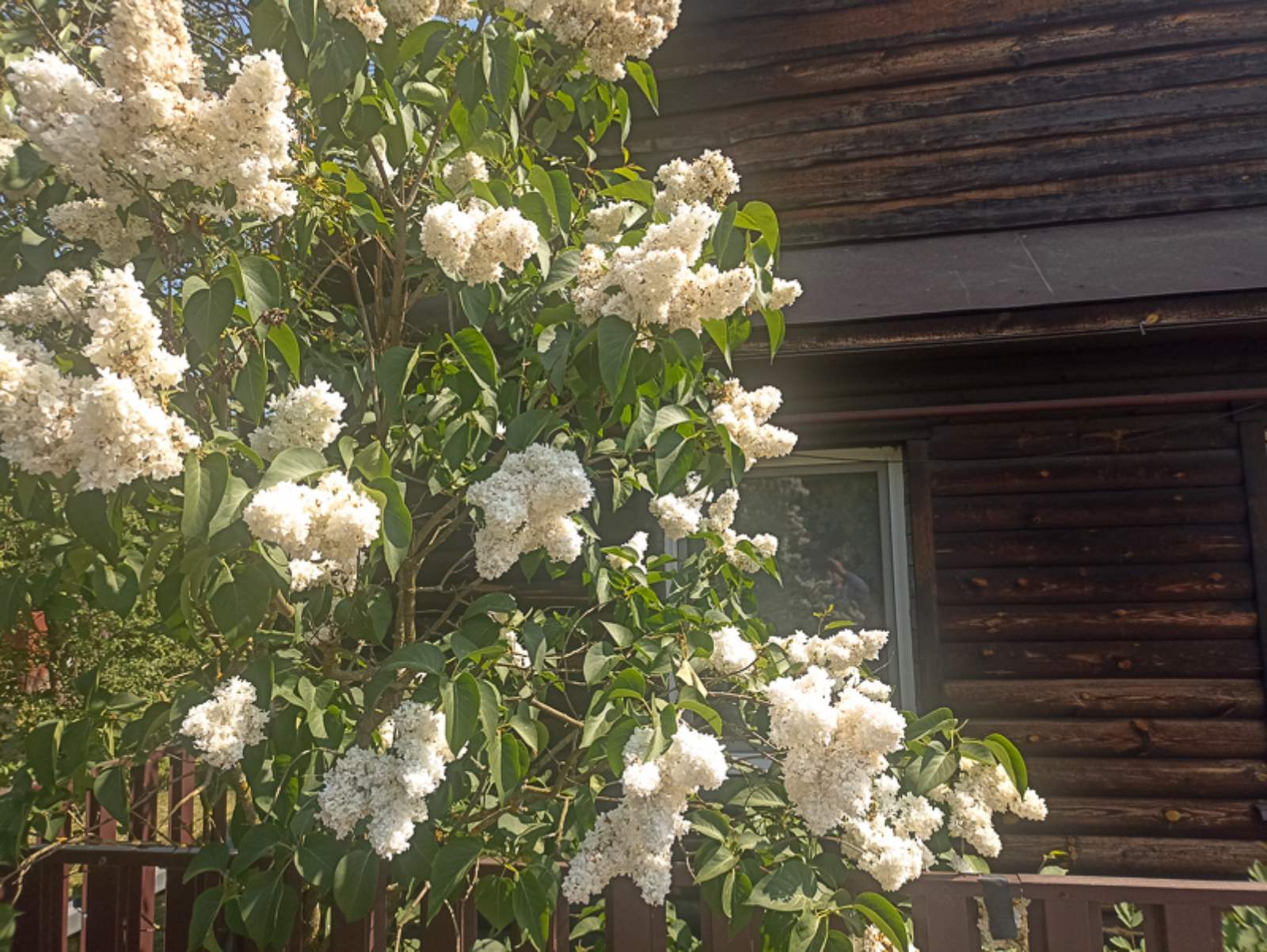 Фото Беловежское поместье