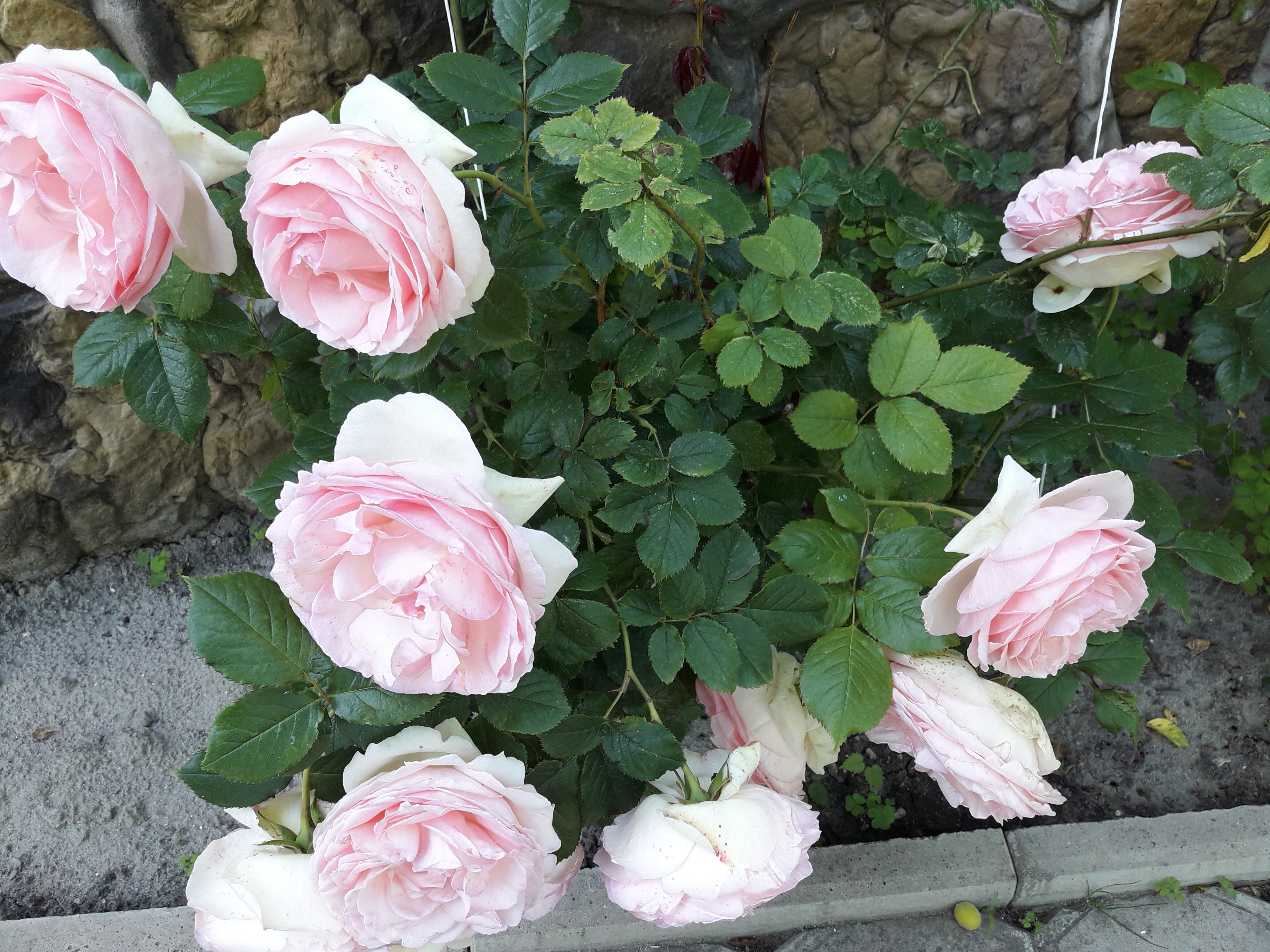 Фото Лакшми