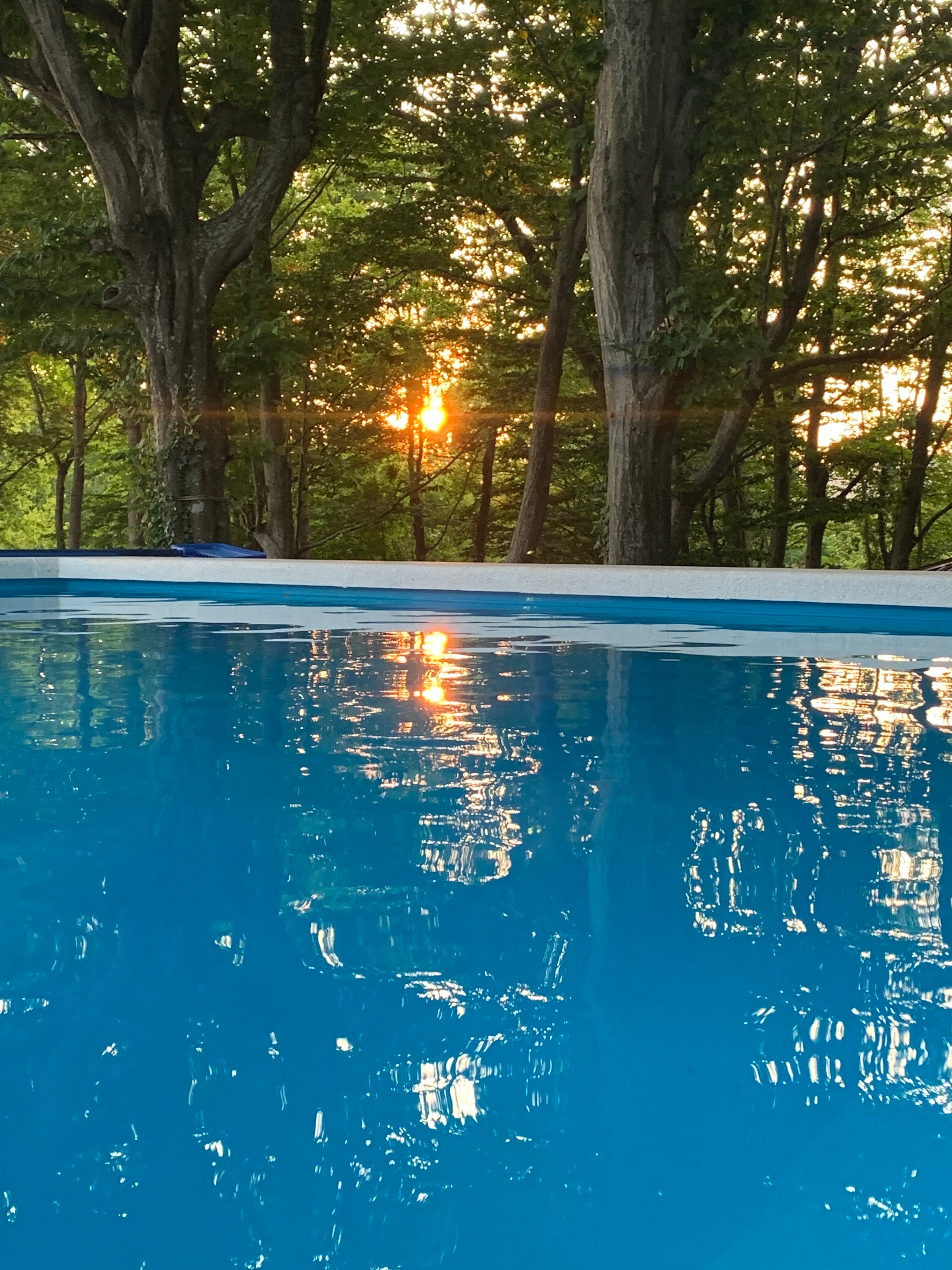 Фото Forest Dreams