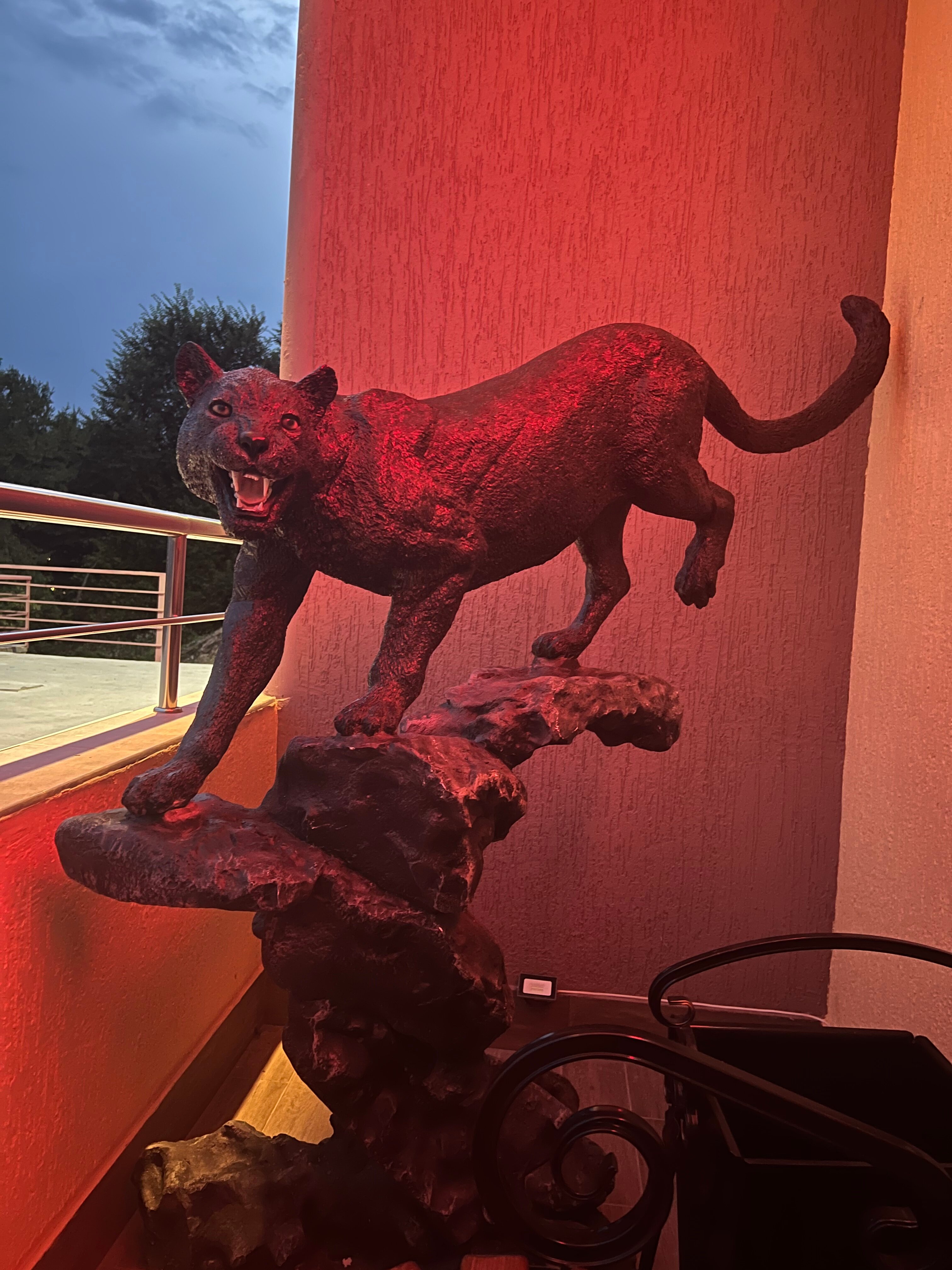 Фото Багира