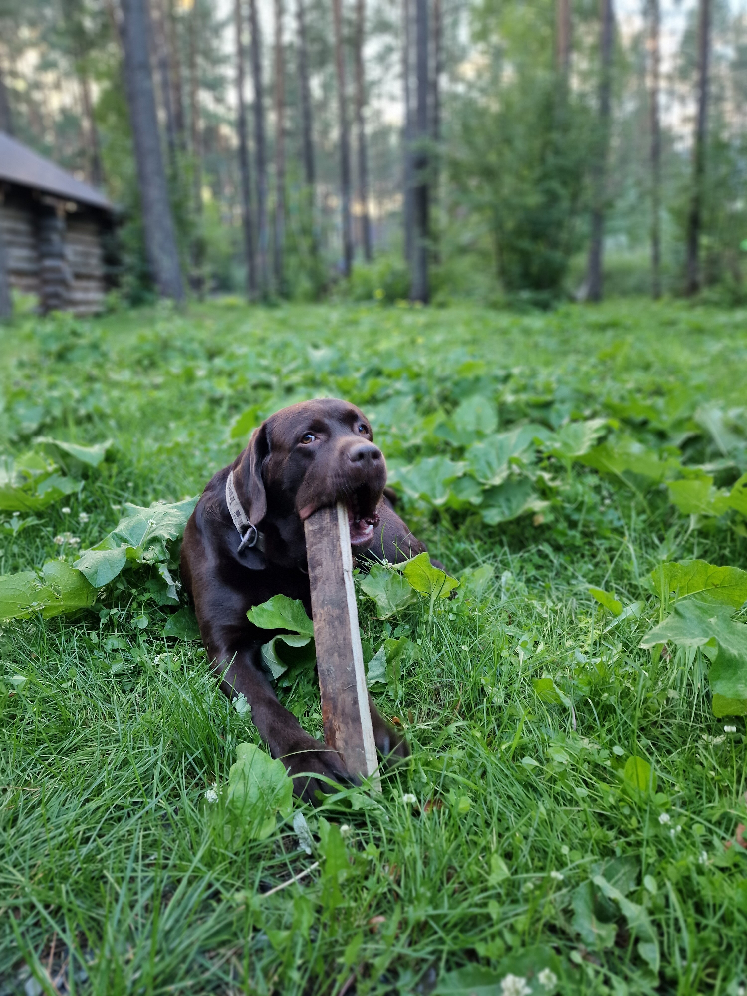 Фото Деревня Берендеевка