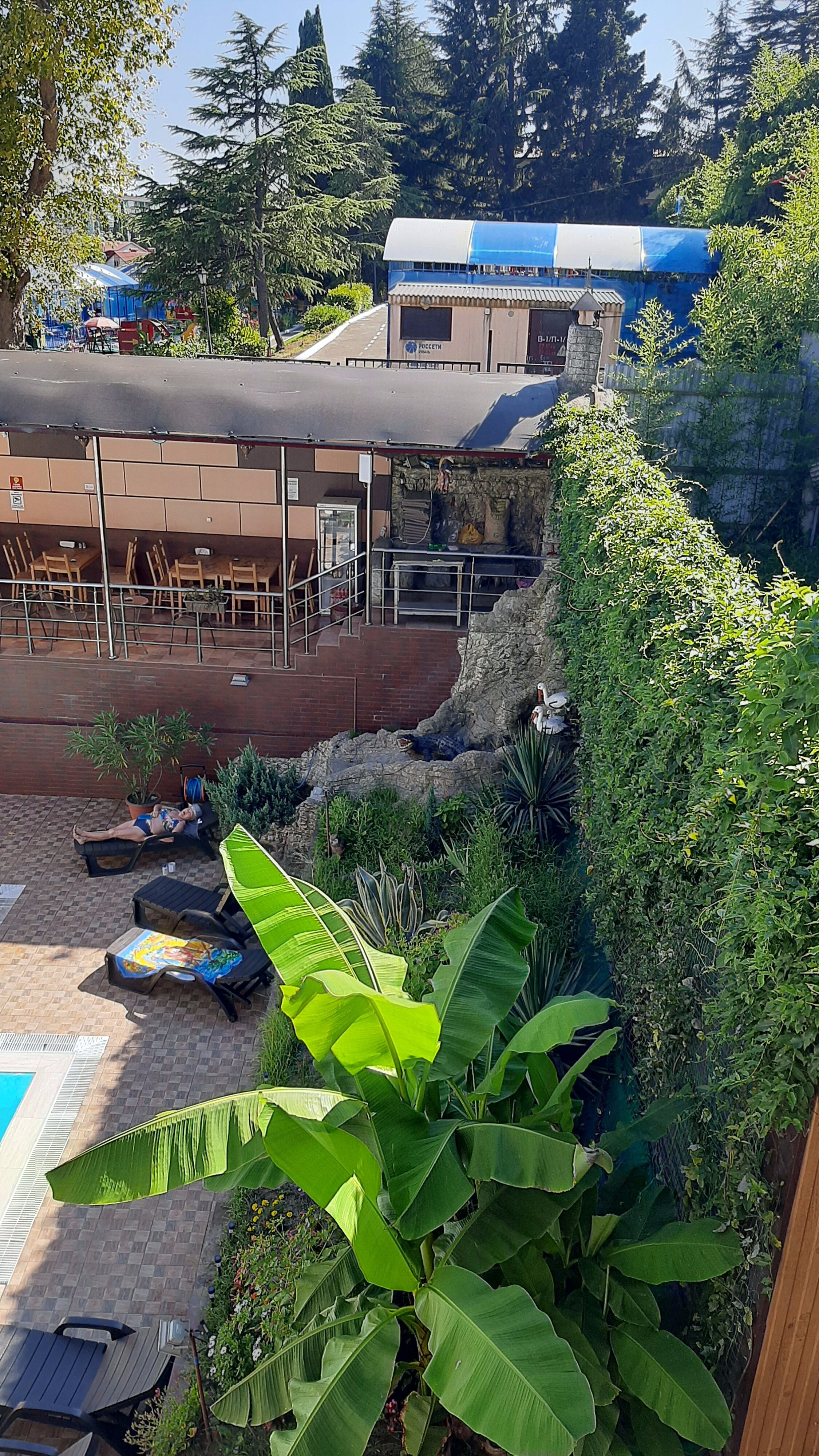 Фото Азалия Мимоза