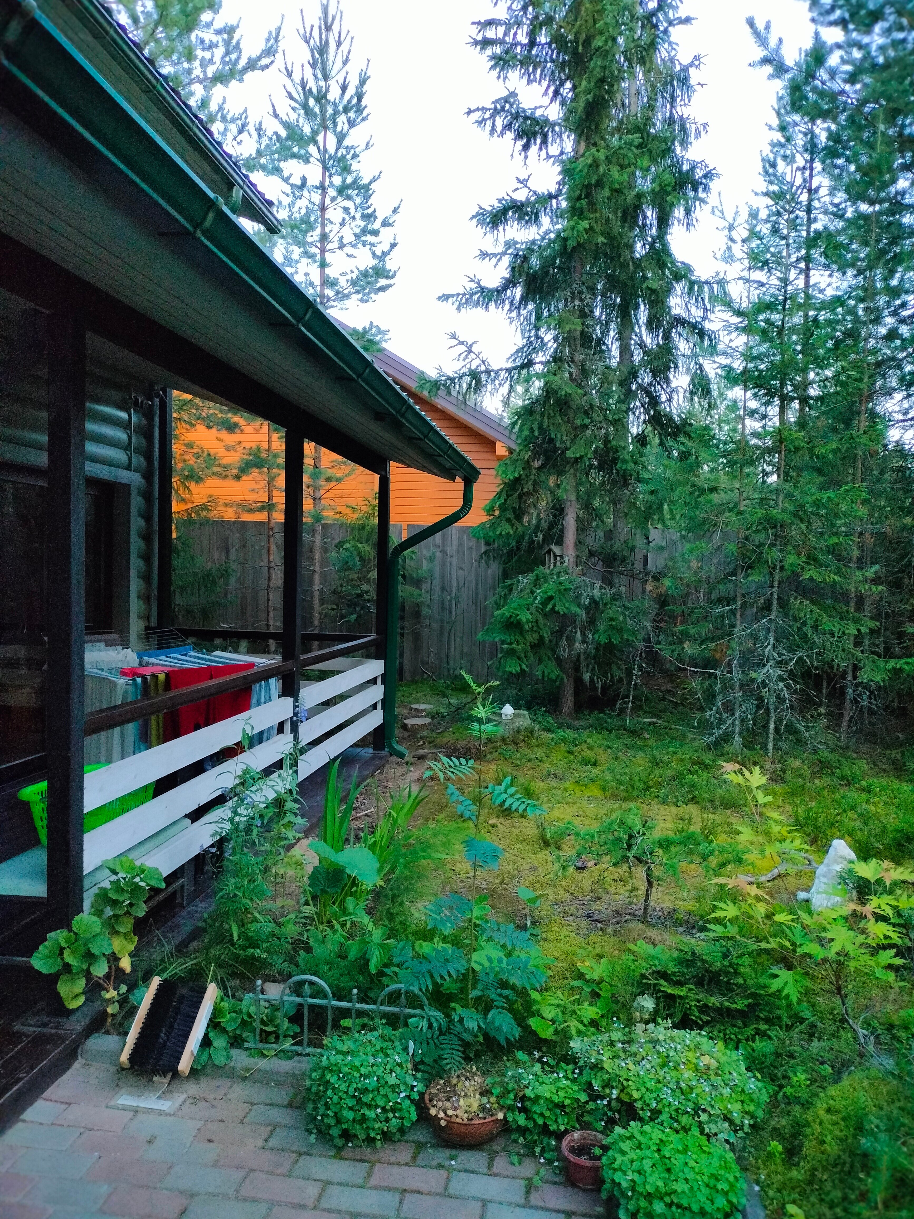 Фото Хвойный