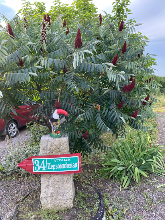 Фото Ивушка