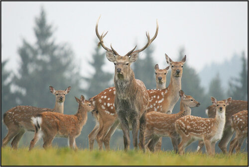 Zoo Deer farm Bambi Land, Moscow and Moscow Oblast, photo