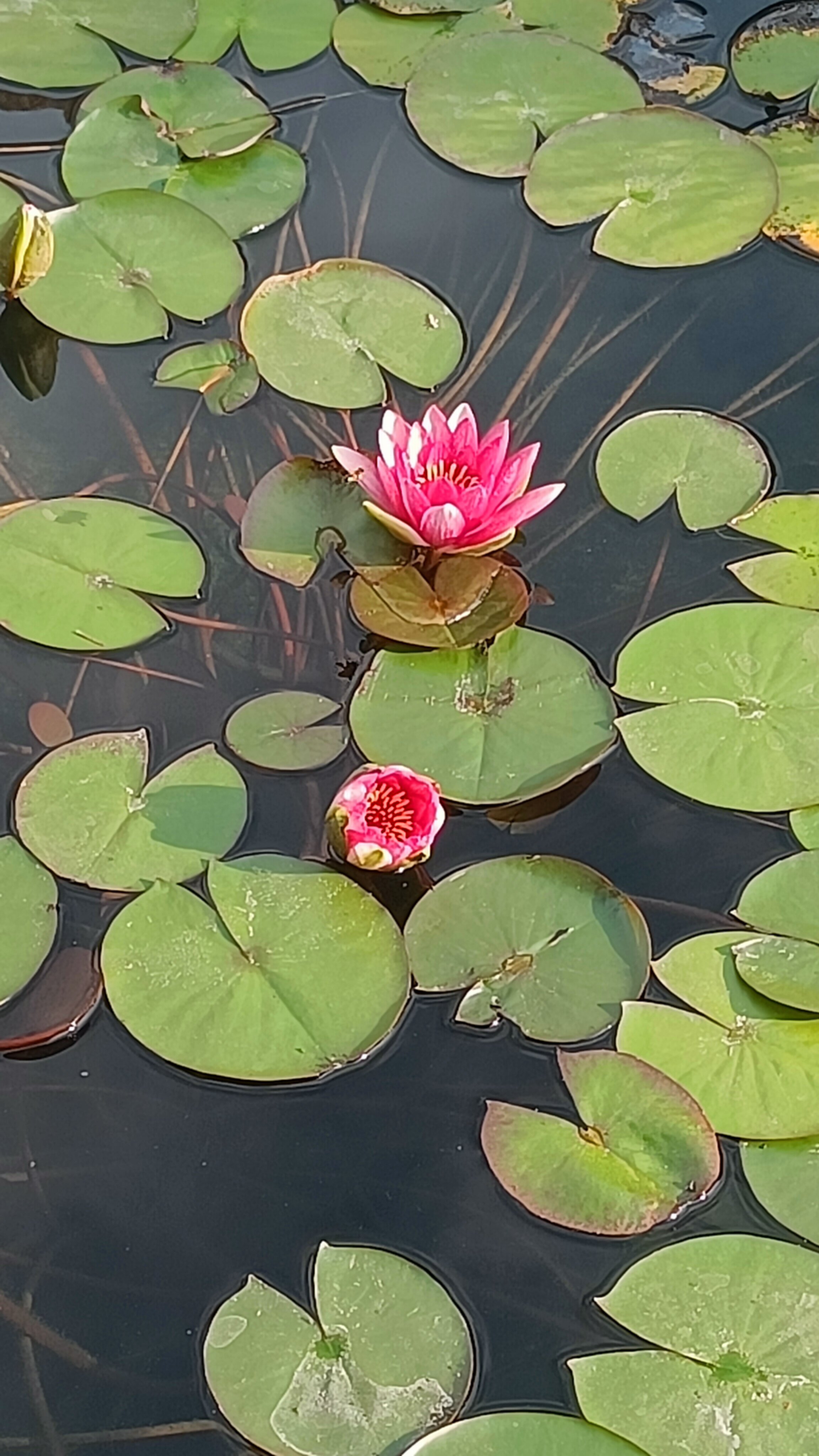 Фото Зеленая усадьба