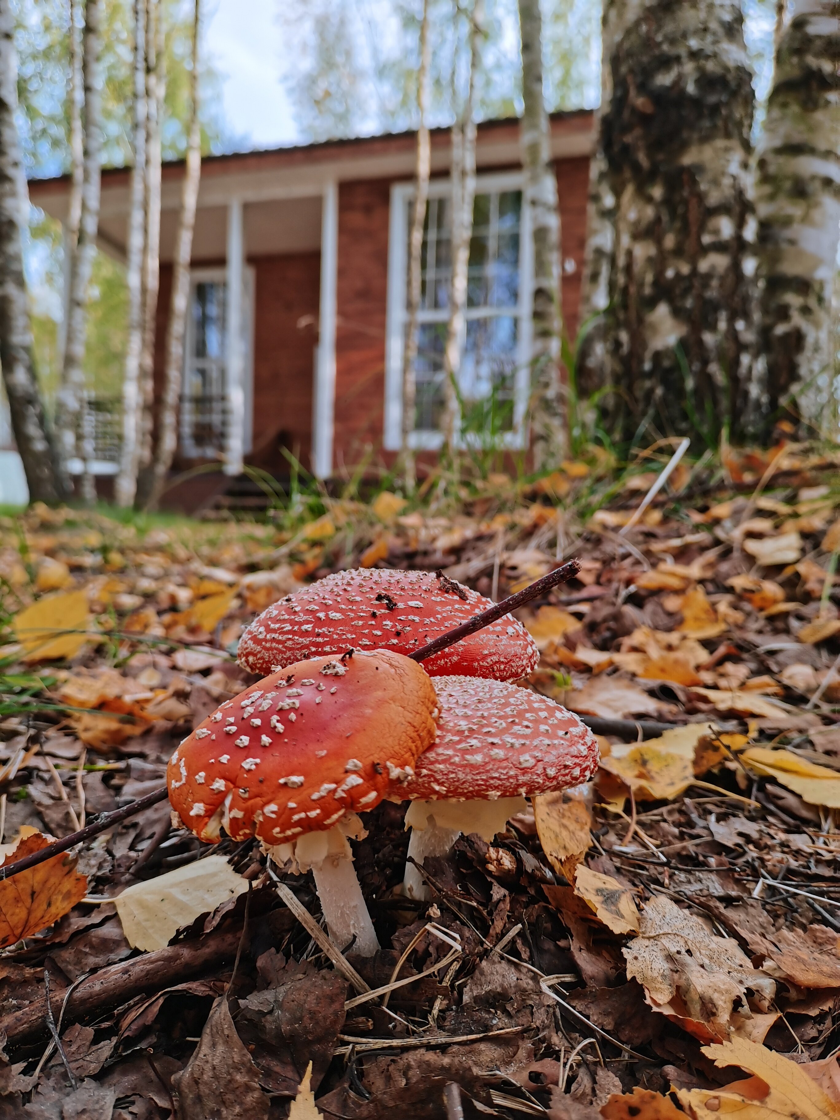 Фото Дача на Рыбинском Море