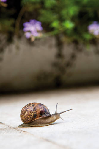 Фото Hotel Il Cantico St. Peter