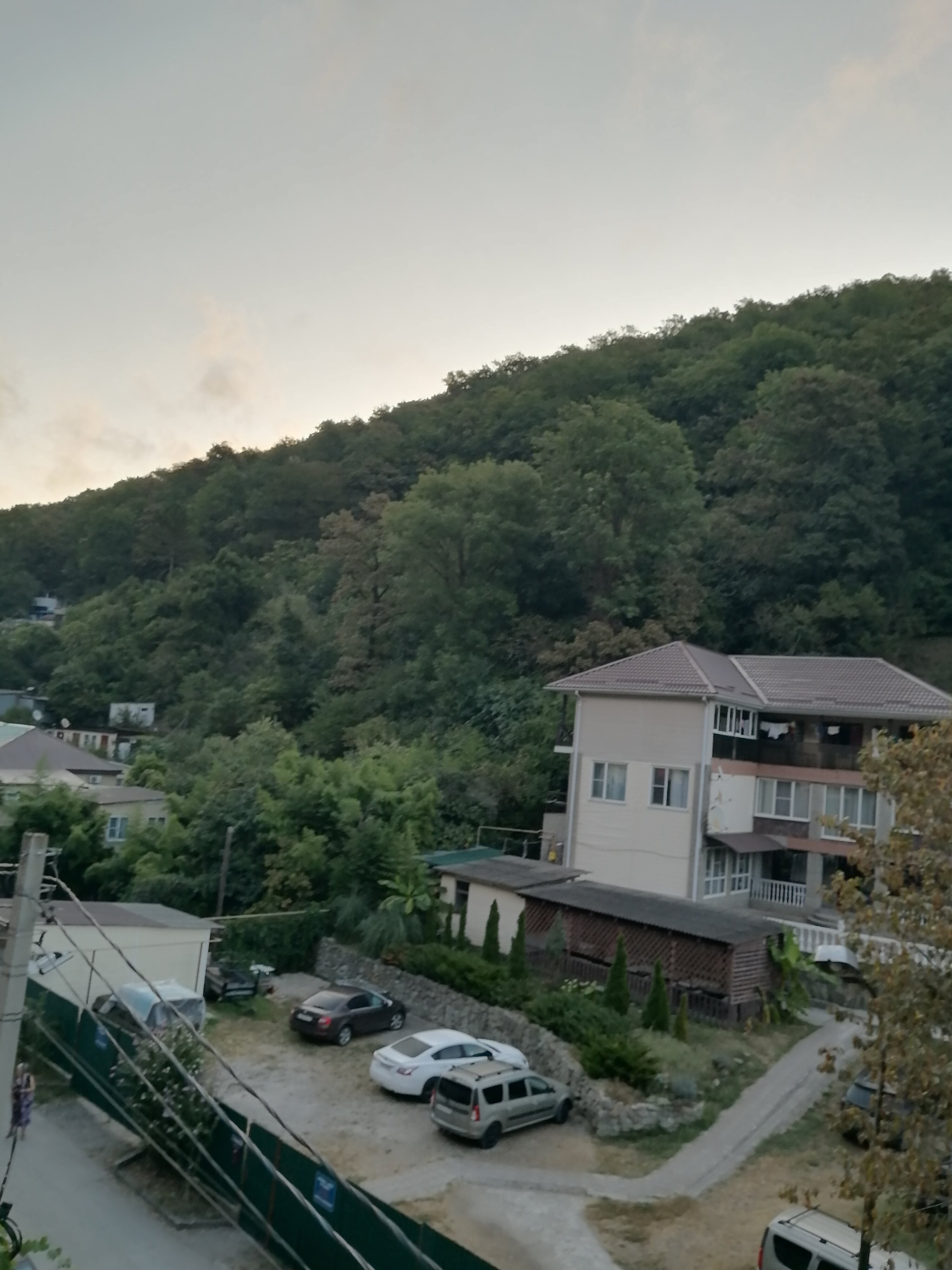 Фото Пальма