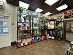 Цветочек (Октябрьская ул., 26А), магазин цветов в Озёрске