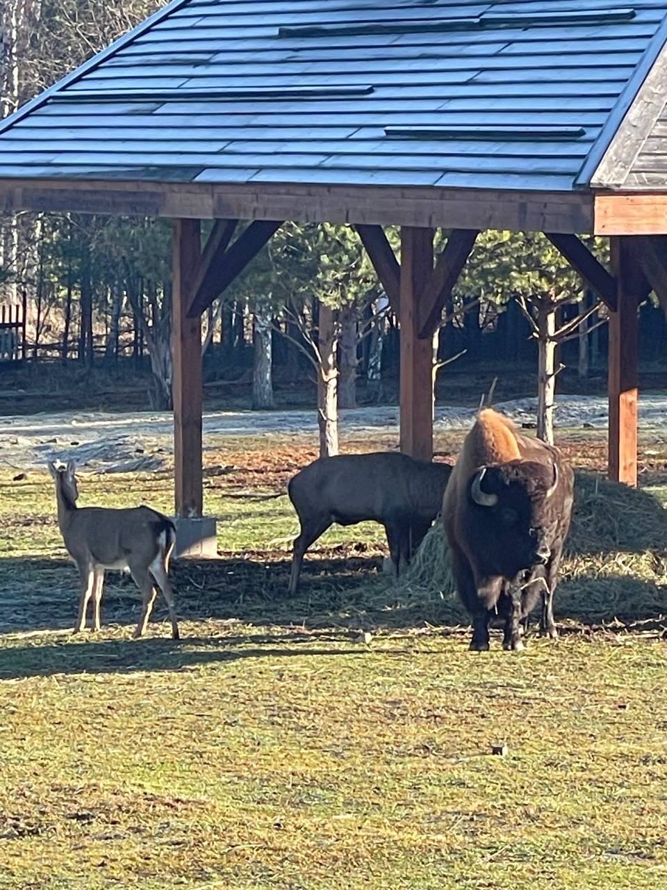 Фото Оленьи пруды
