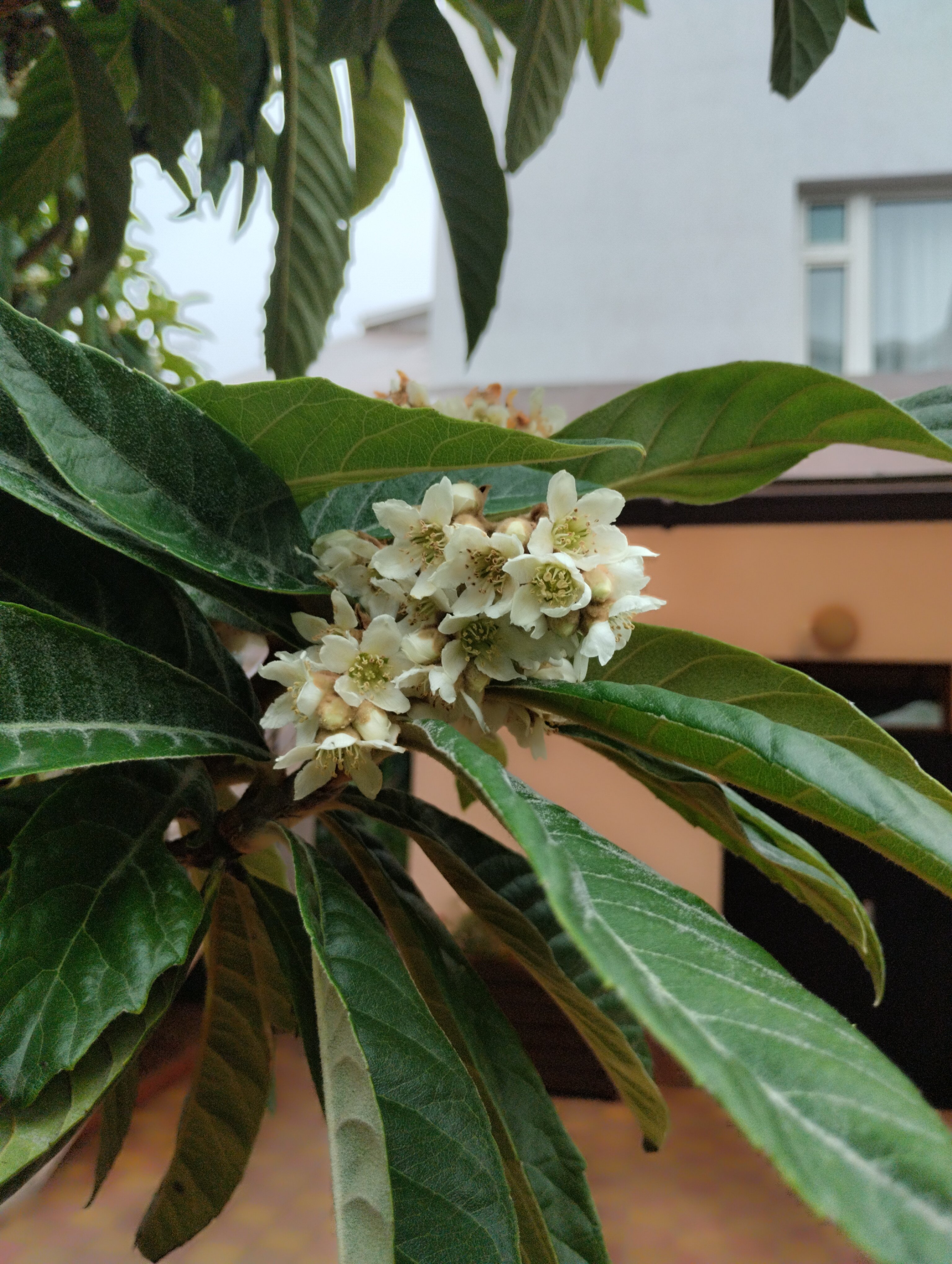 Фото Талассо