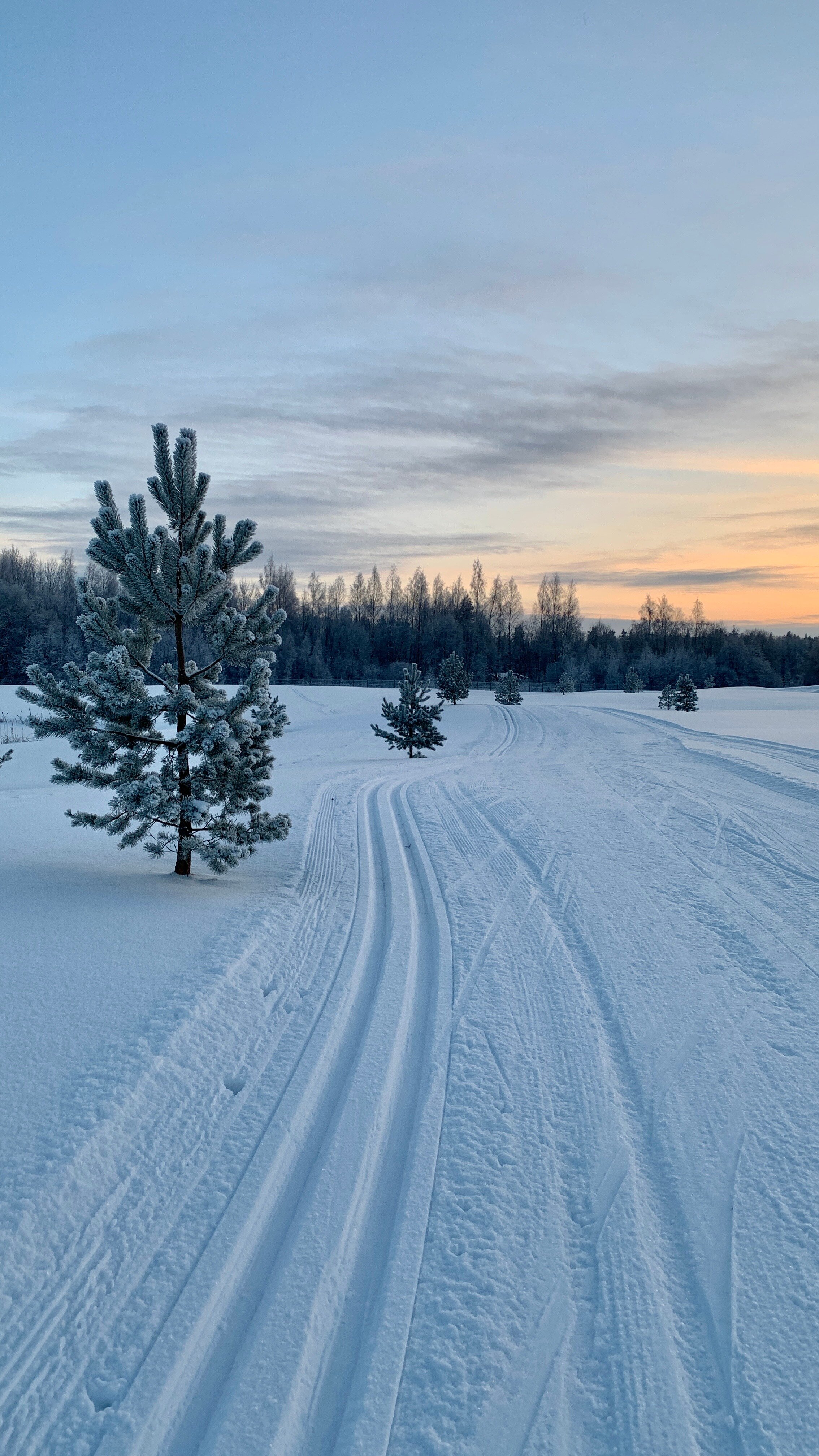 Фото Земляничные Поляны