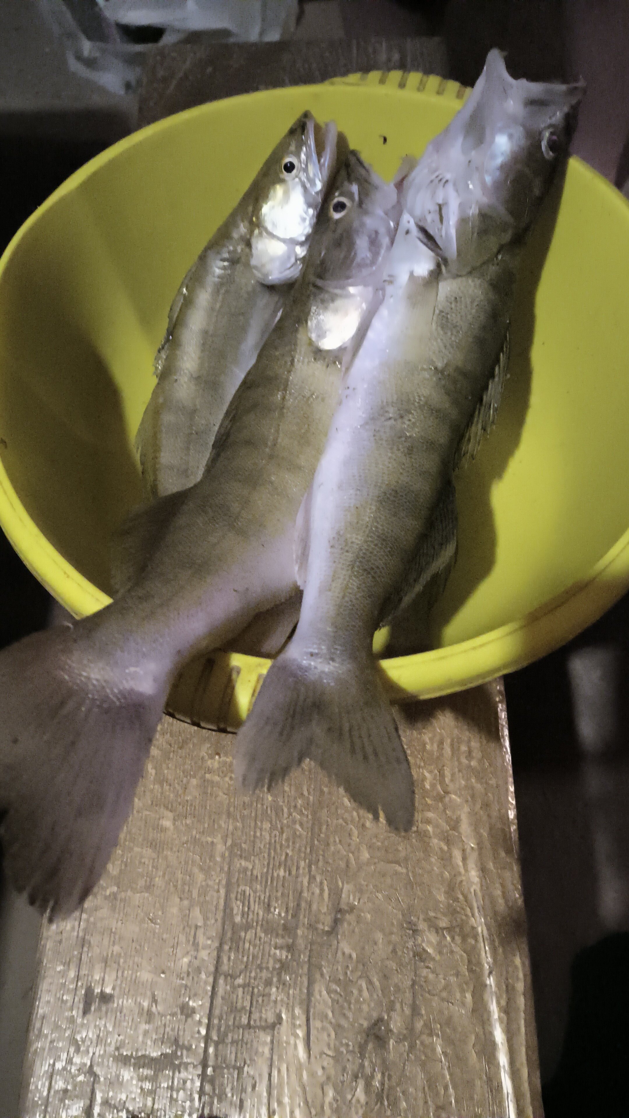 Фото Алимовский плес