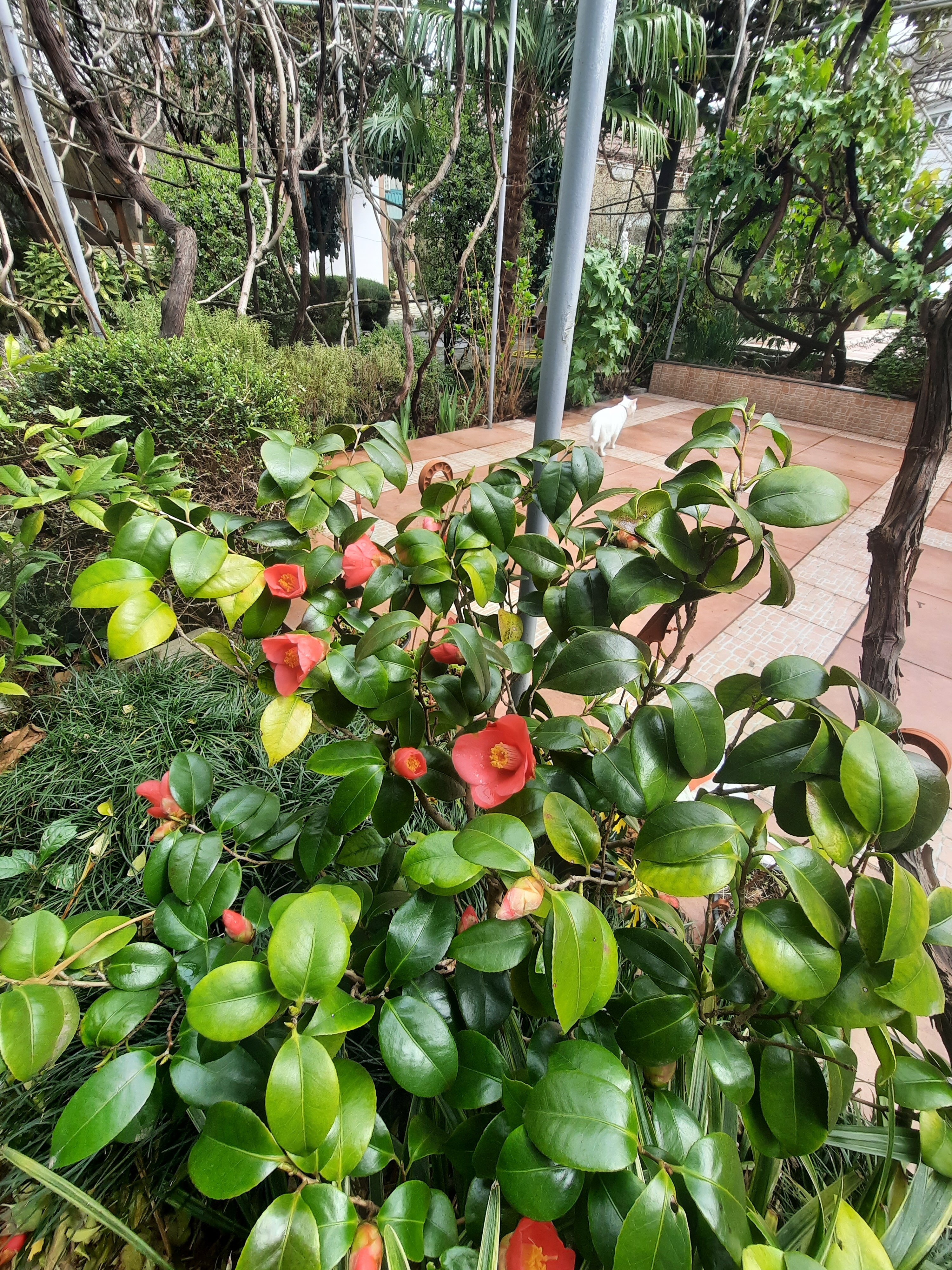 Фото Солоники