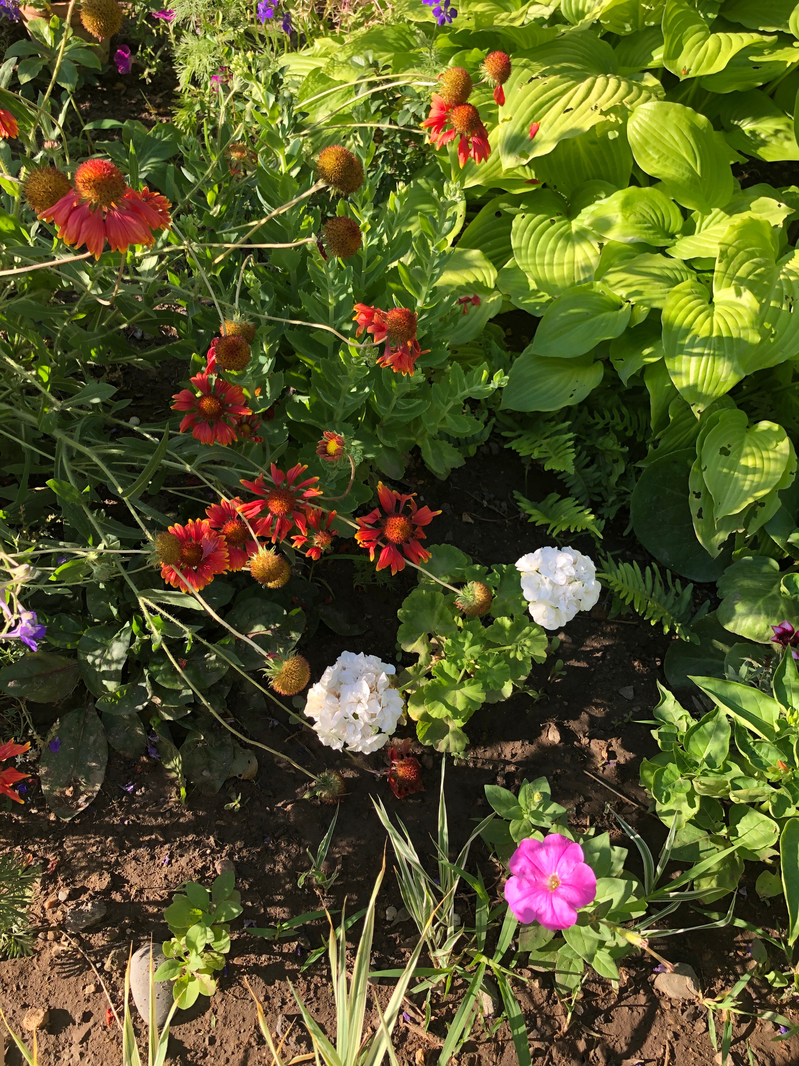 Фото Золотая Рыбка