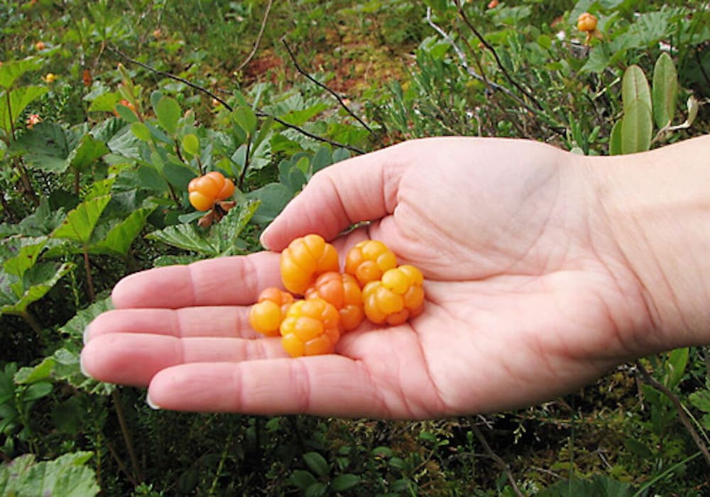 Фото Lentiira Holiday Village