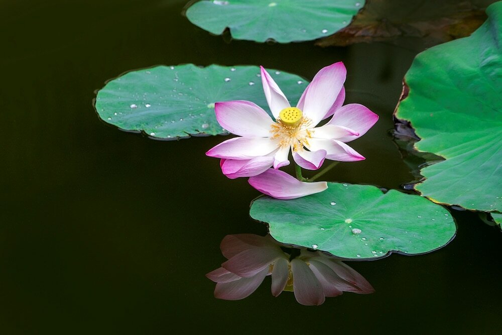 Фото Romana Resort & SPA