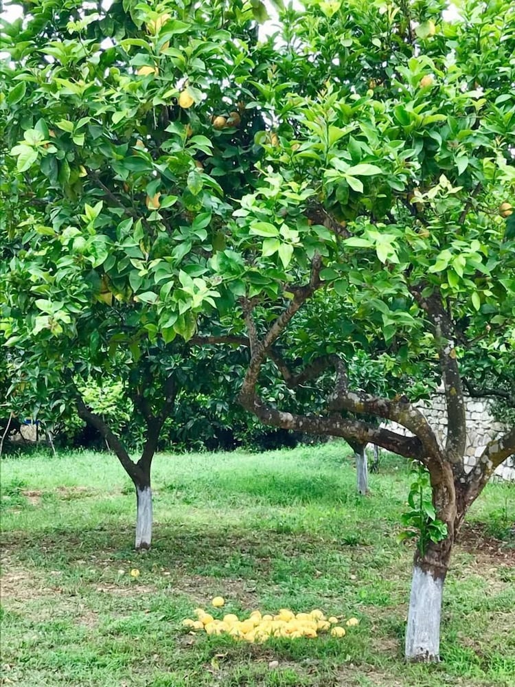 Фото PargaLand Studios & Apartments