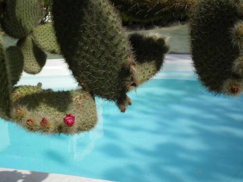 Фото Bungalows Tenesoya - Caters to Gay Men