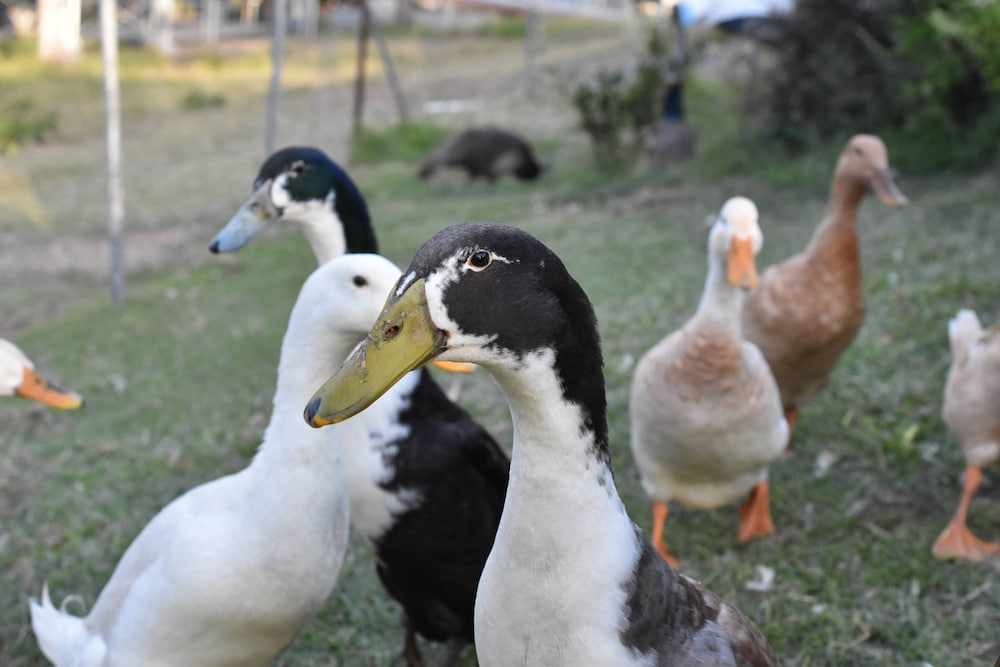 Фото Gold Coast Tree Houses
