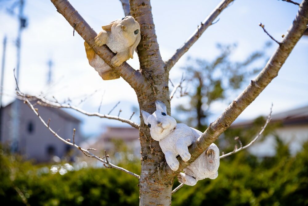 Фото Sakura Fuji