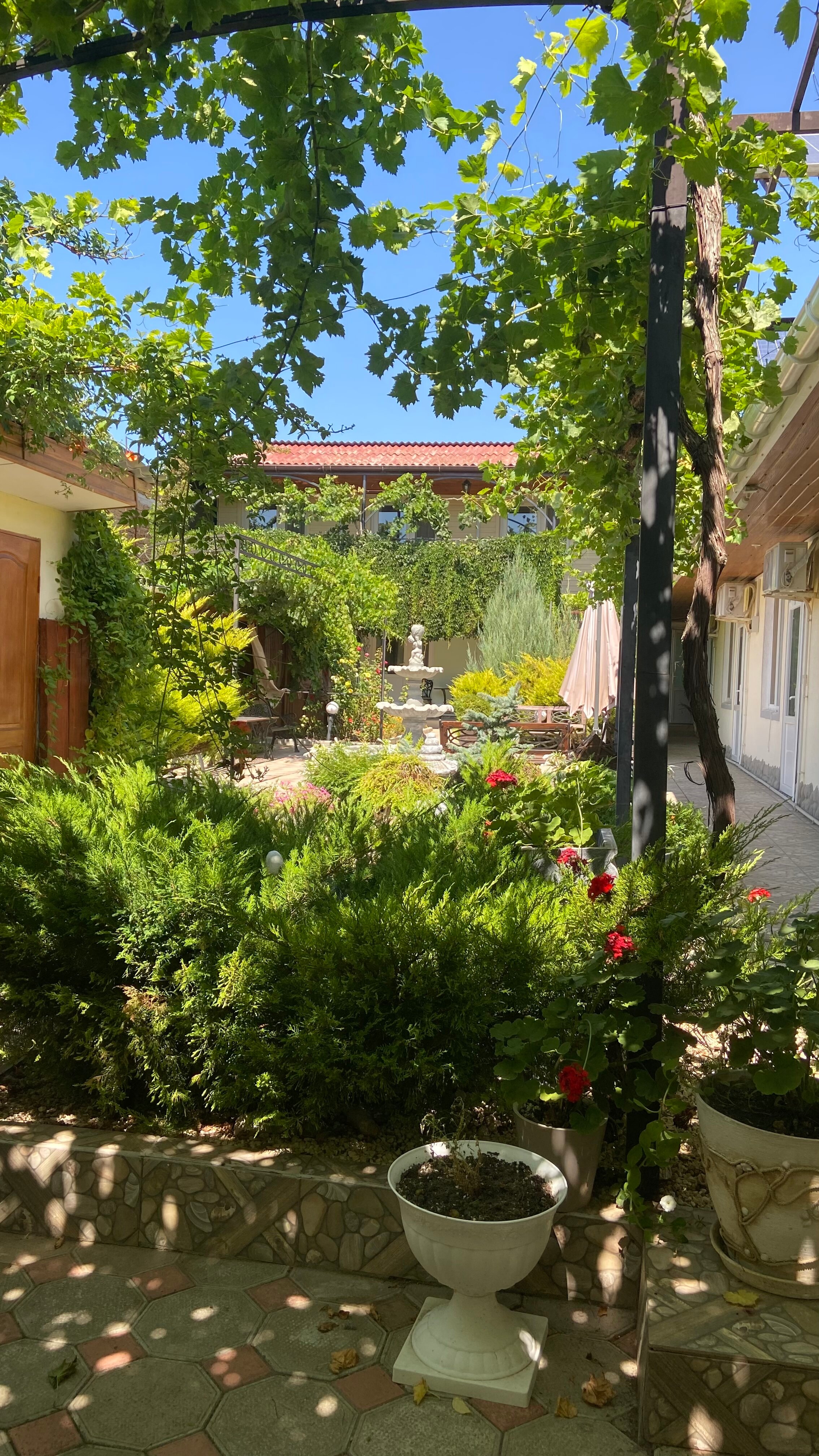 Фото Афалина