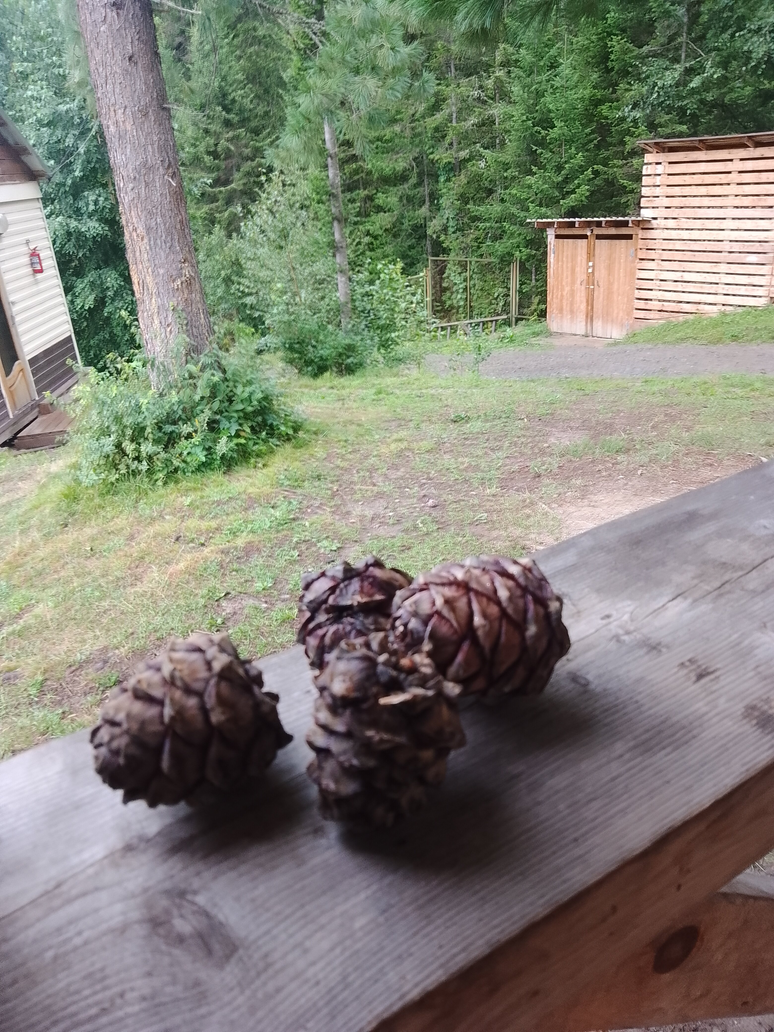 Фото Кедровый берег