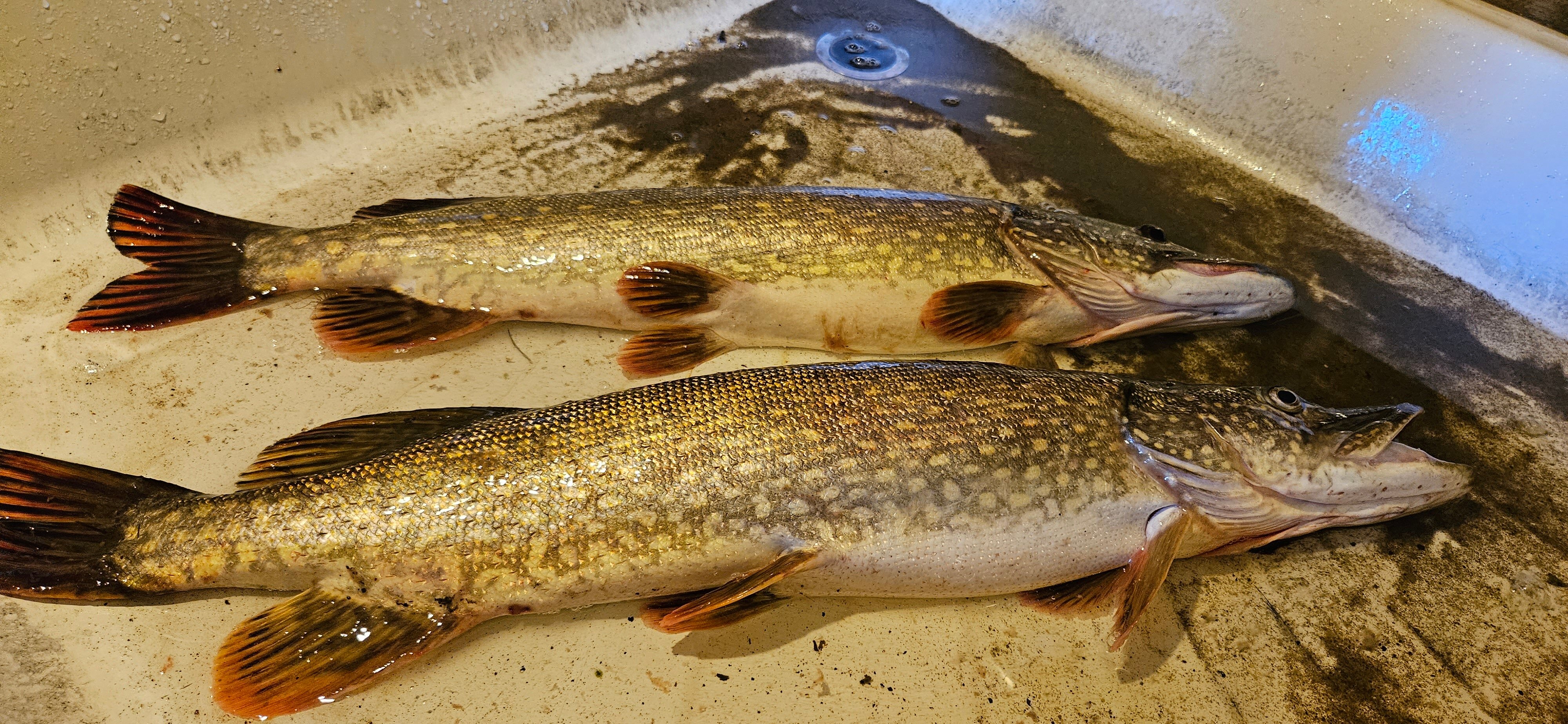 Фото СабуровДом