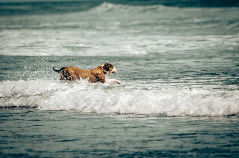Фото Snowave Kamchatka