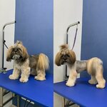 Safe Groom (Школьная ул., 7, Санкт-Петербург), зоосалон, зоопарикмахерская в Санкт‑Петербурге