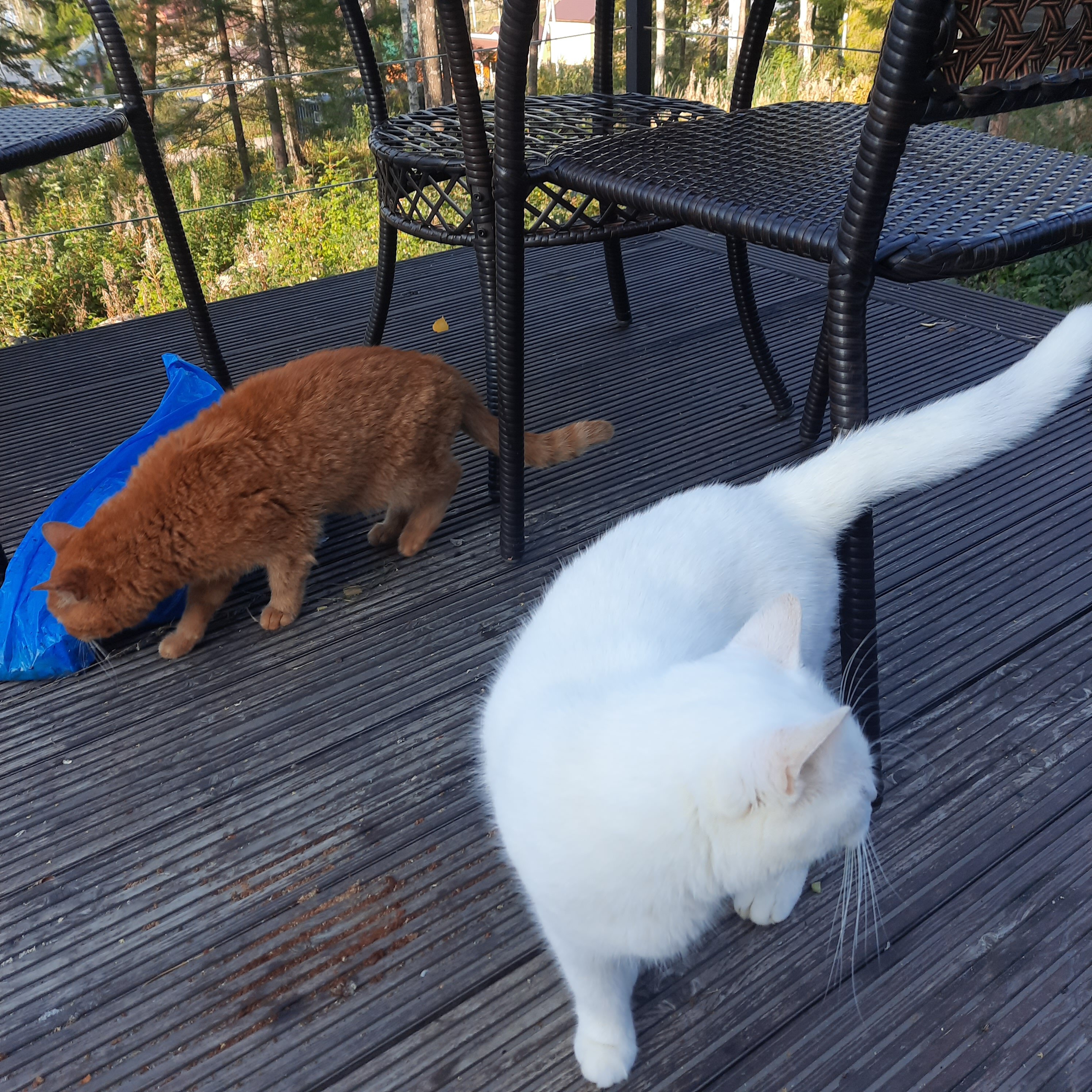 Фото Klever House Клеверная Бухта