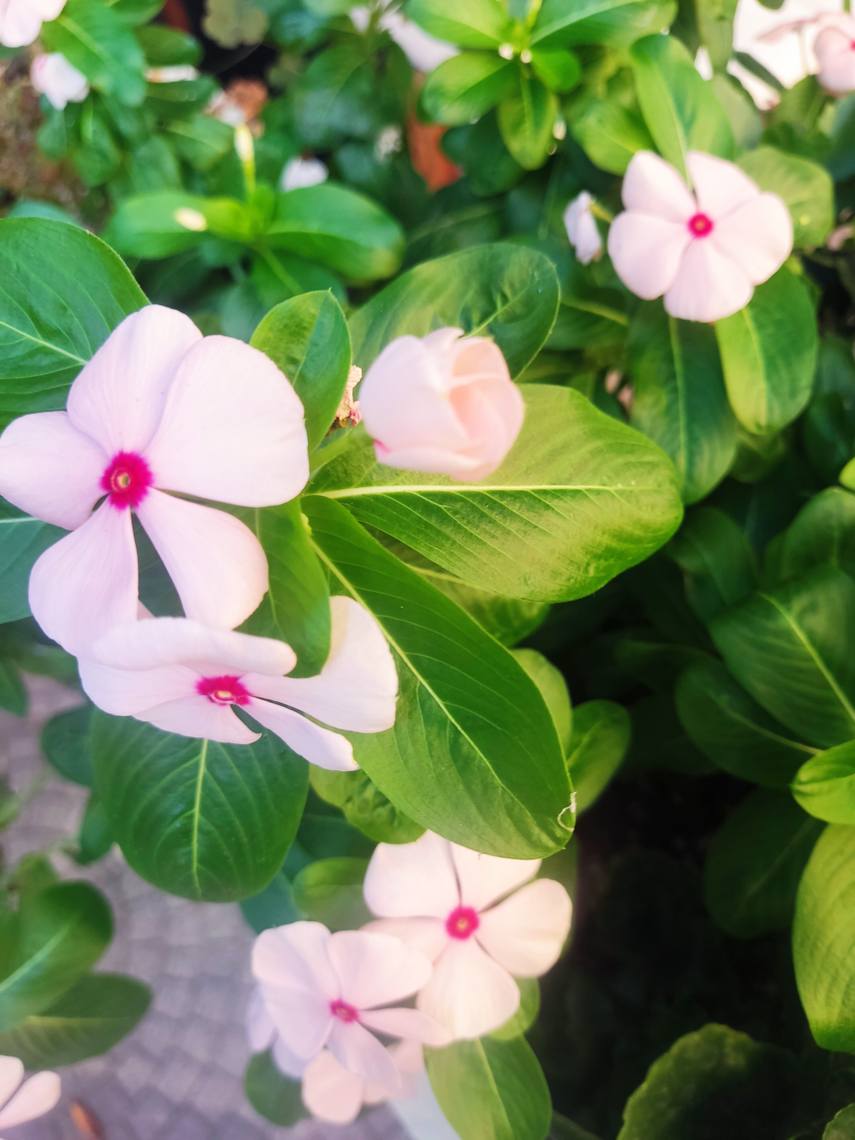 Фото Hotel Ping Pong