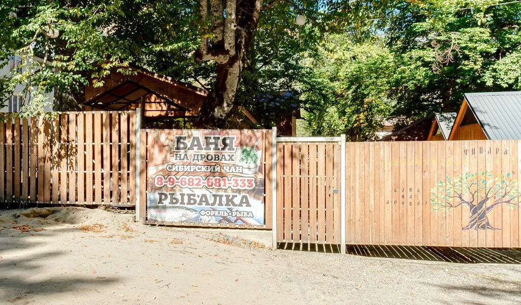 Фото Чинара