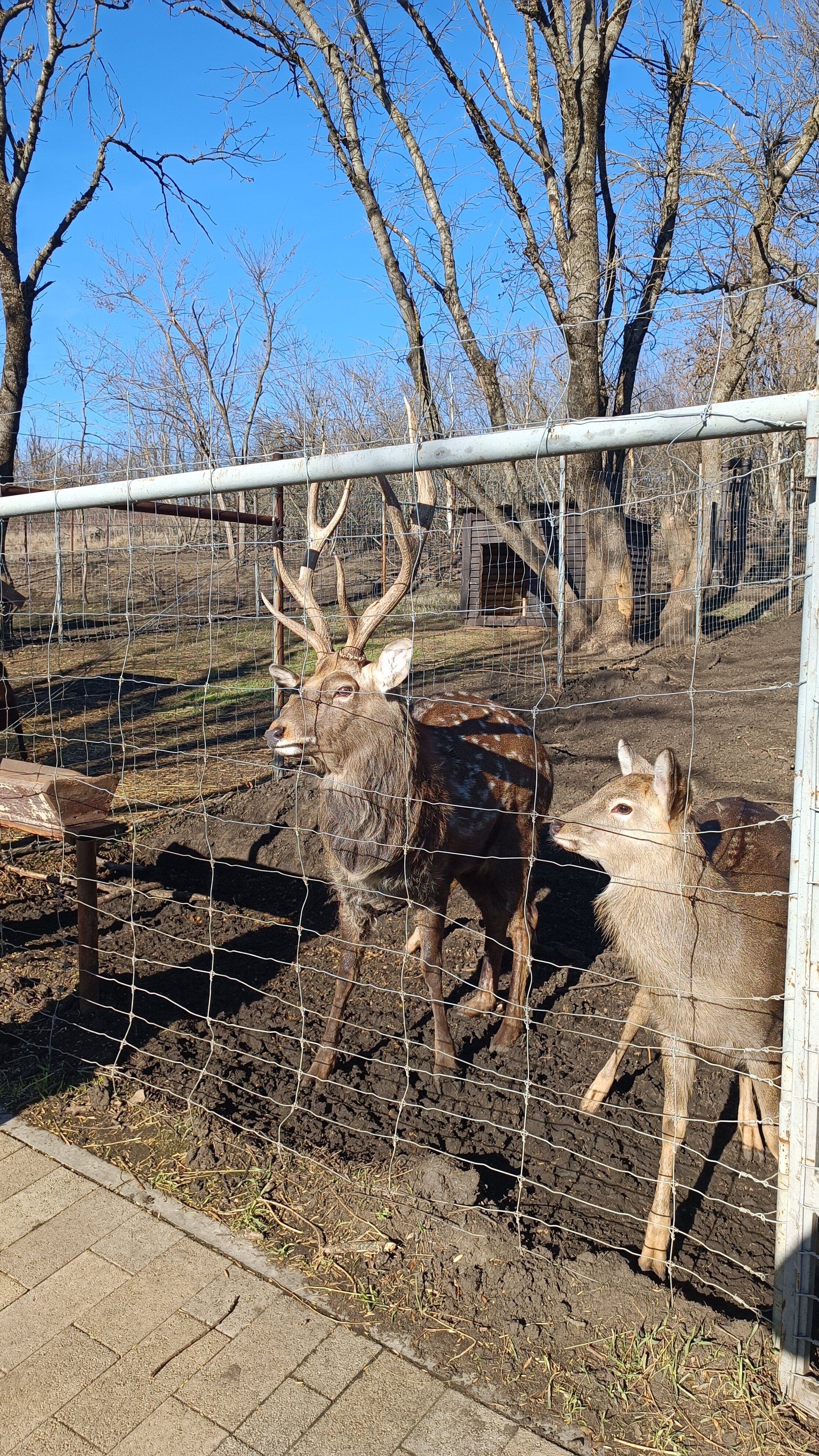 Фото Оленья ферма