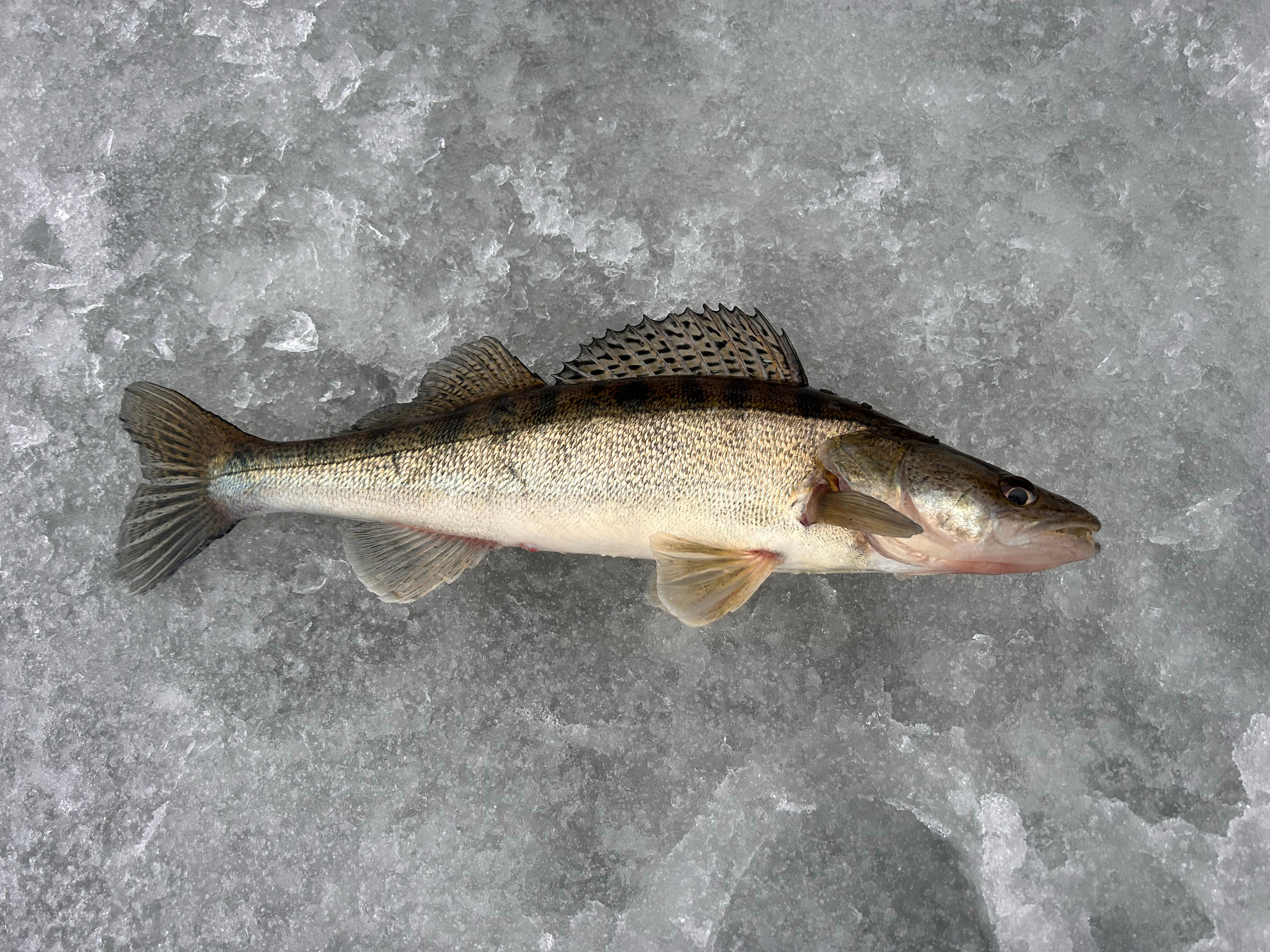 Фото Разнежье