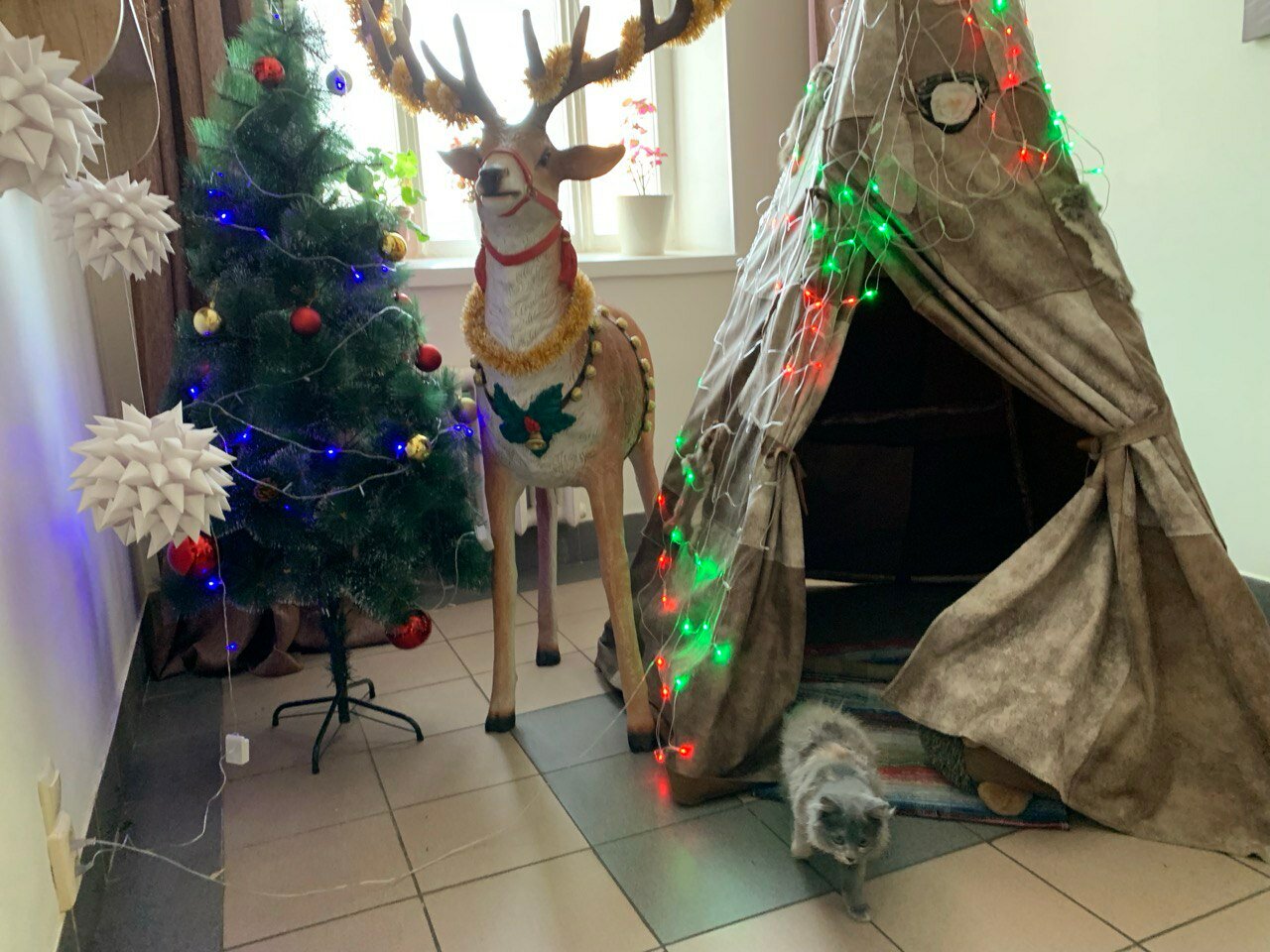 Фото ЯРанга