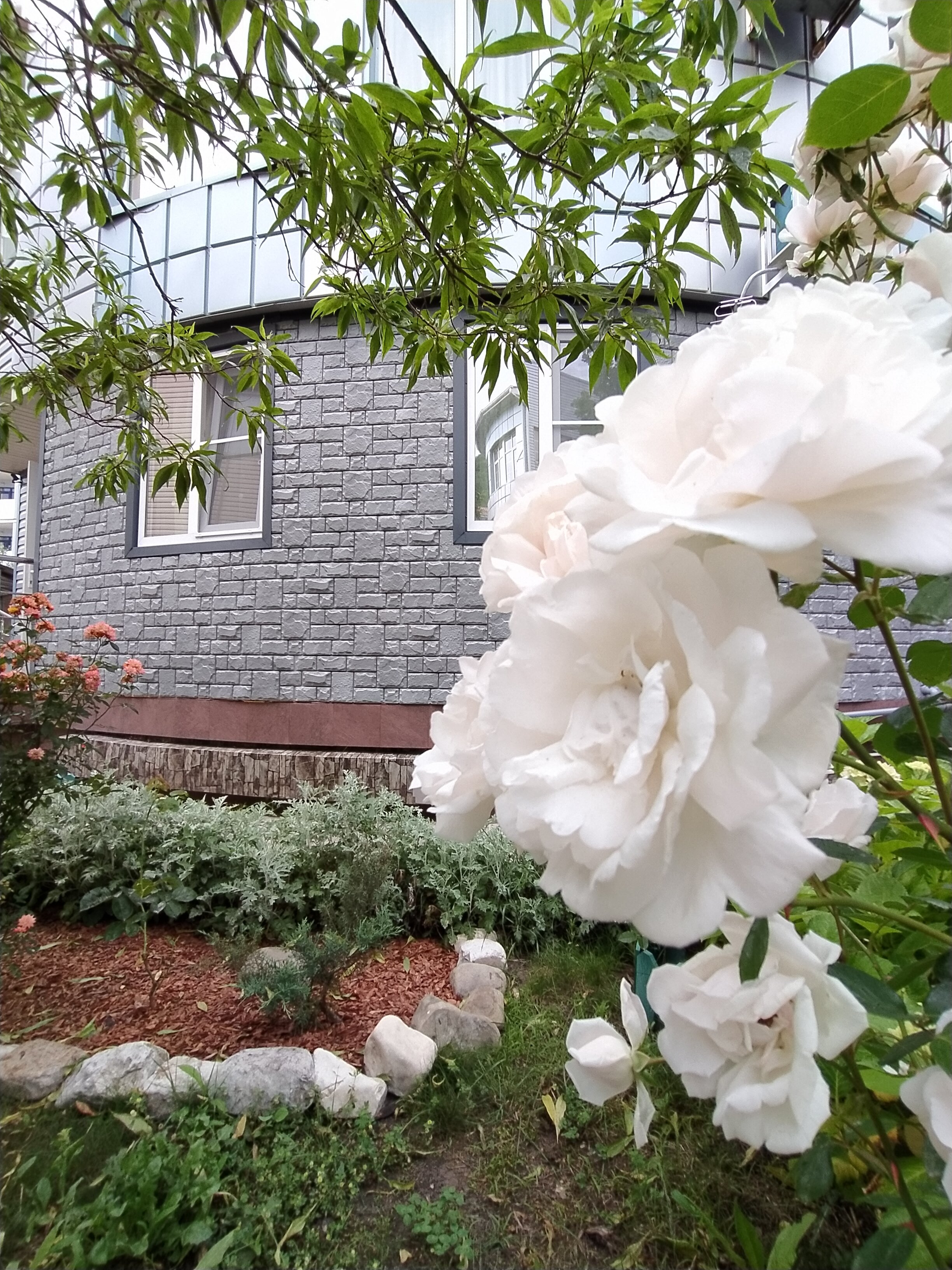 Фото Лаванда