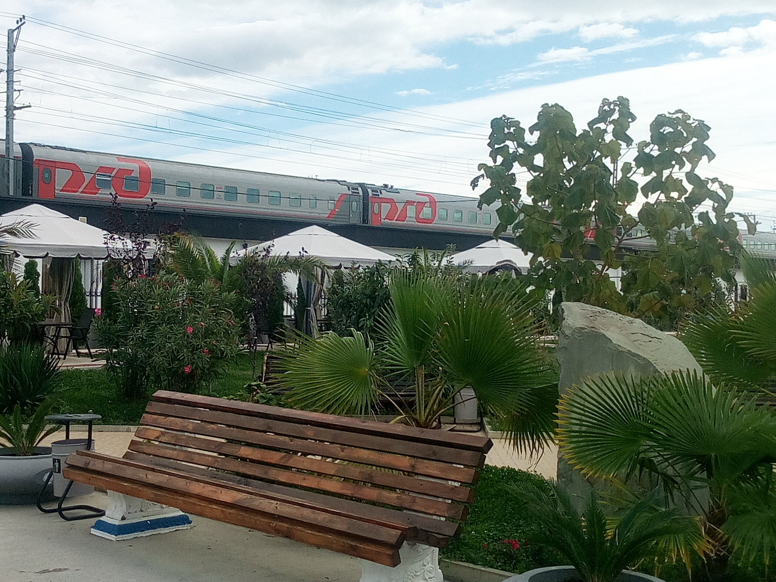 Фото Черный кот