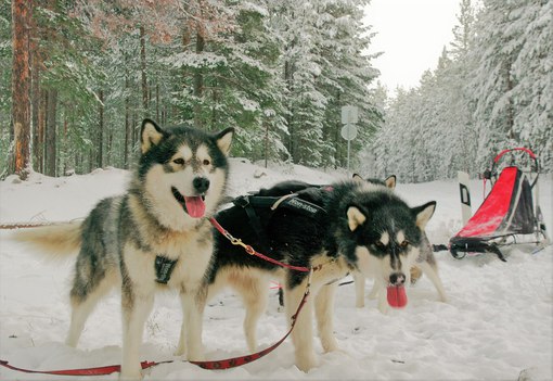 Фото Полярный круг