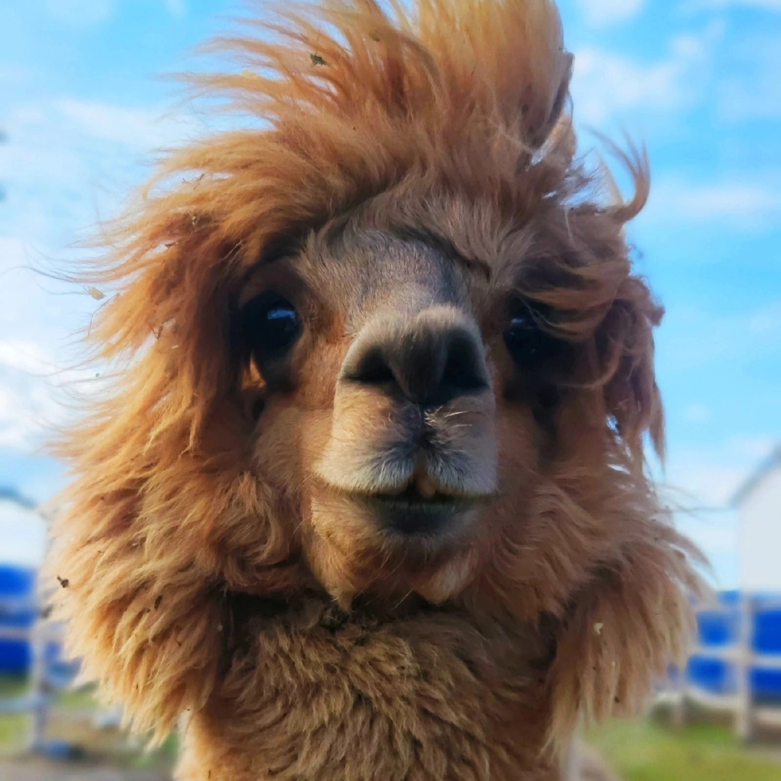 Фото Мурманская страусиная ферма