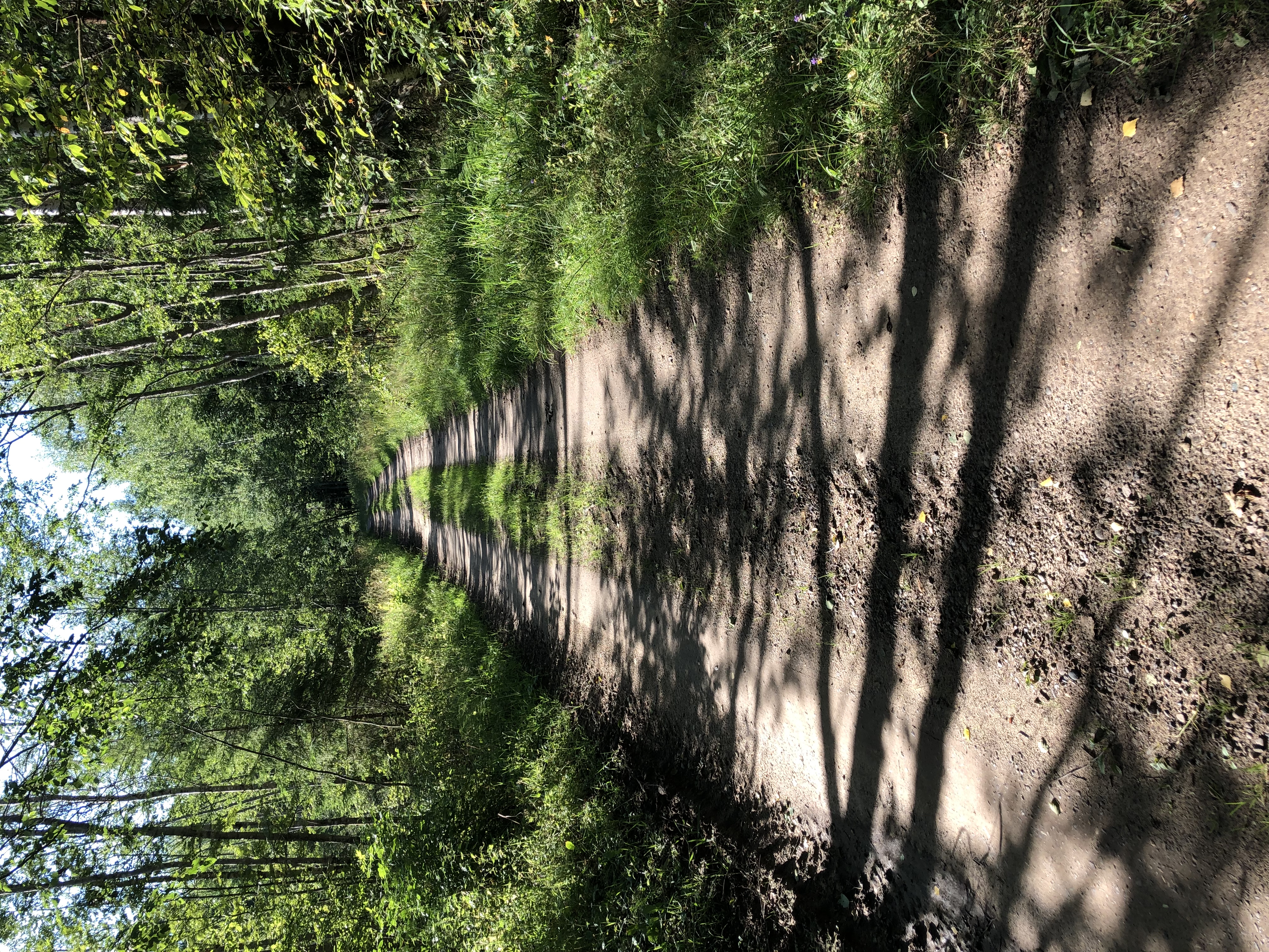 Фото Лосьпробежал