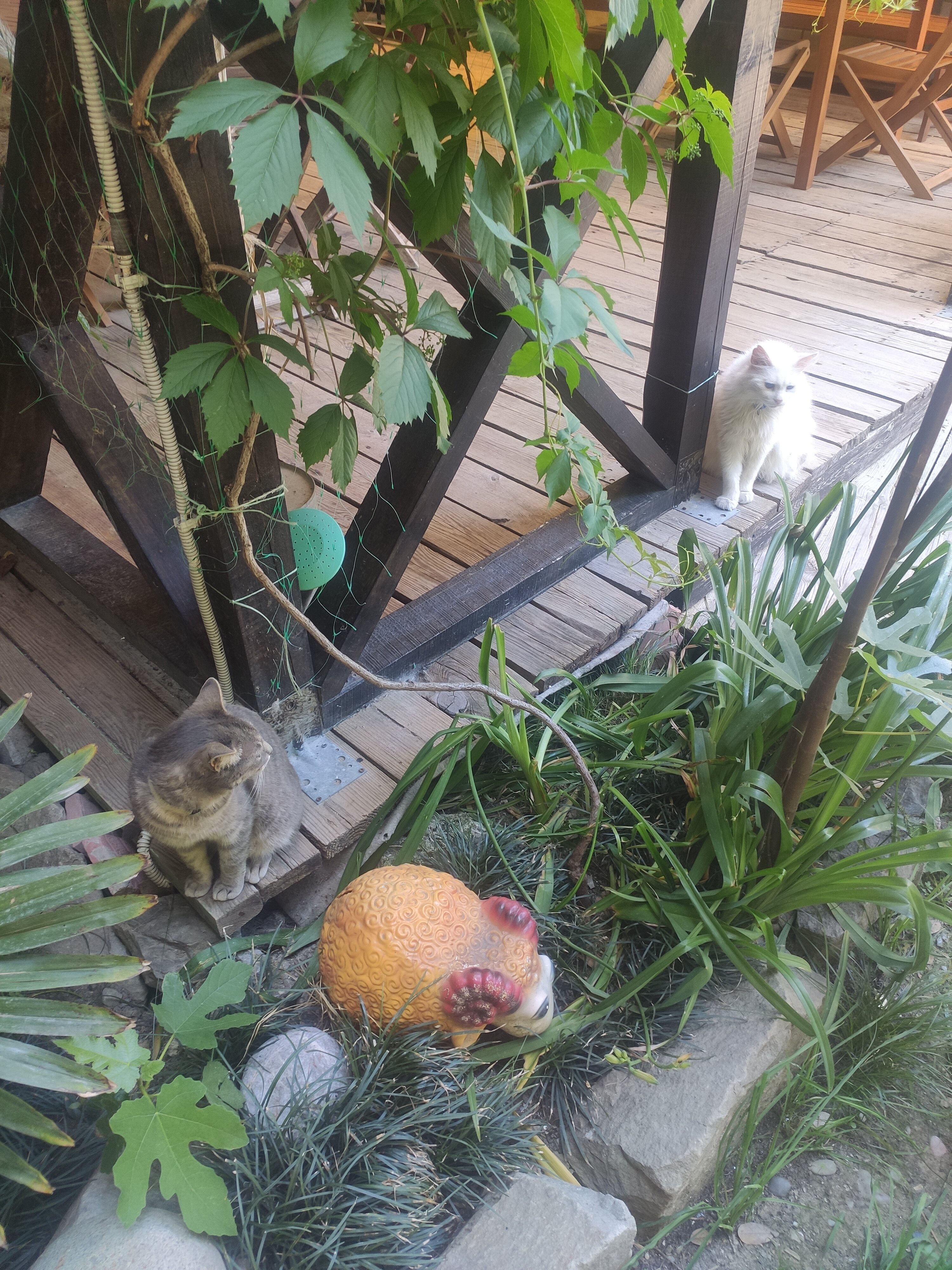 Фото Усадьба Инжир