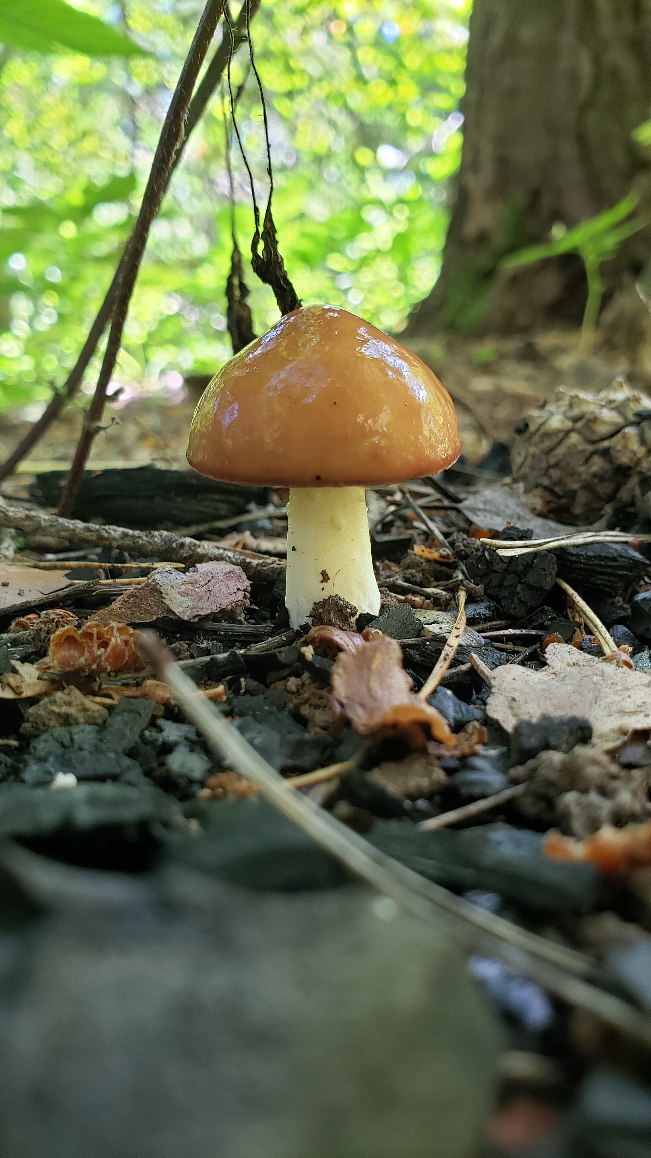 Фото Непросто дача