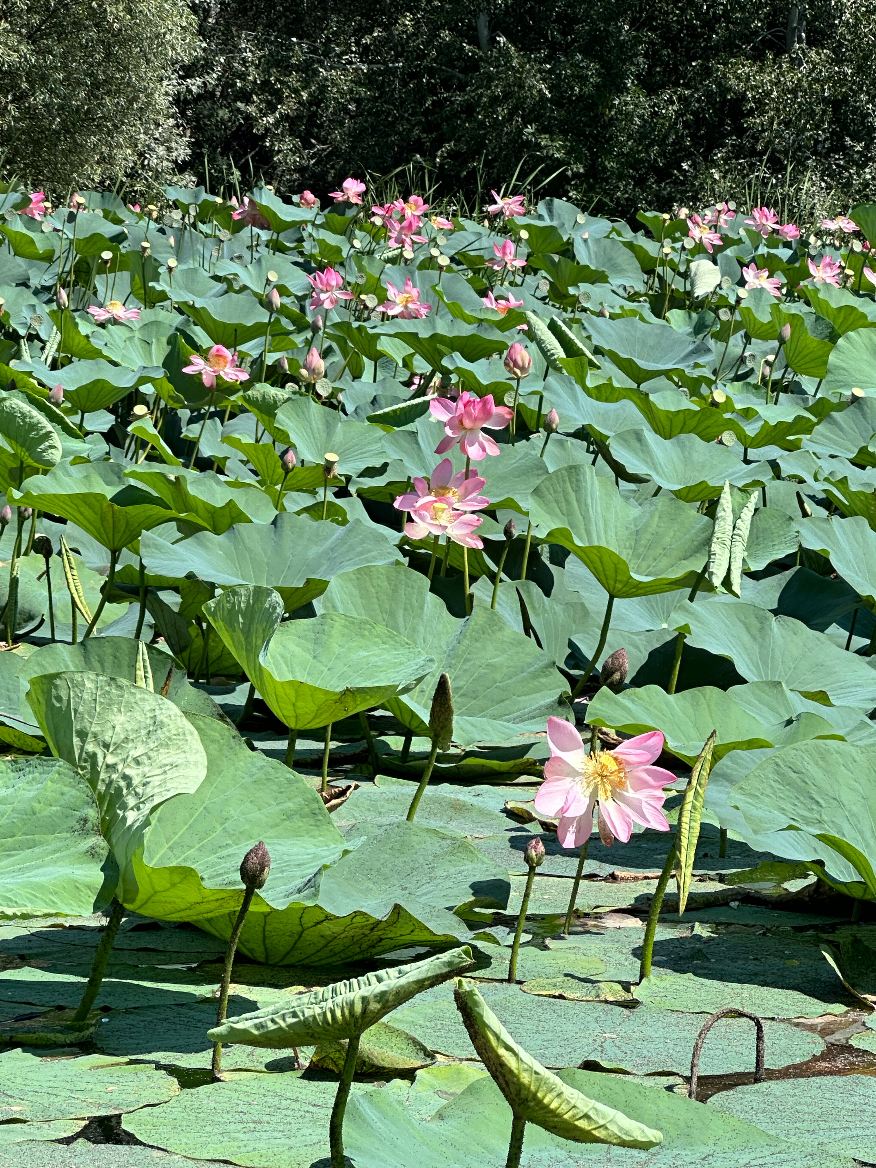 Фото Домик в Лотосах