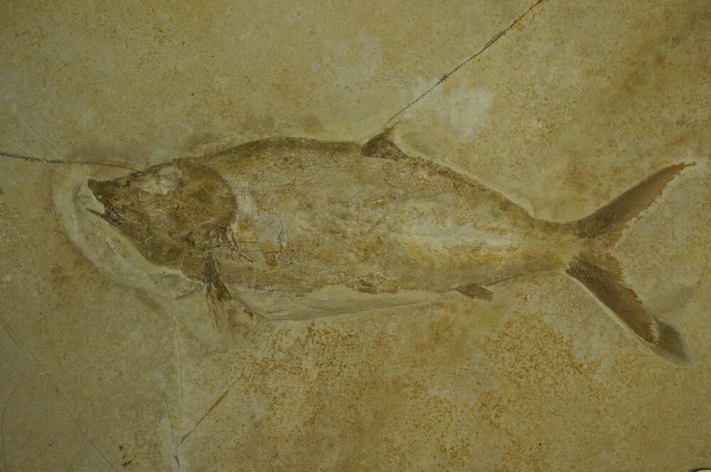 Фото Baia Delphis Resort