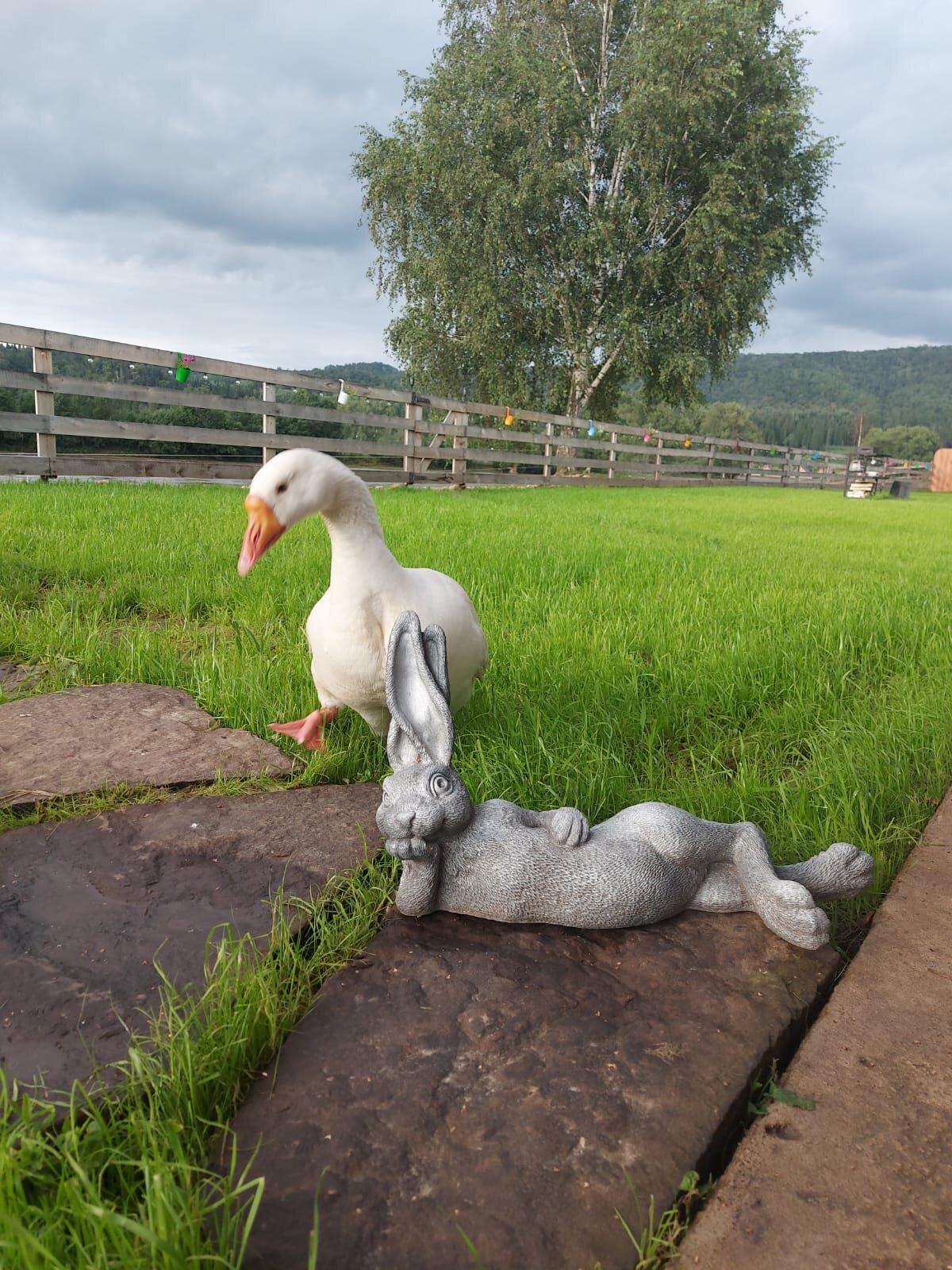 Фото Жемчужина Зилима