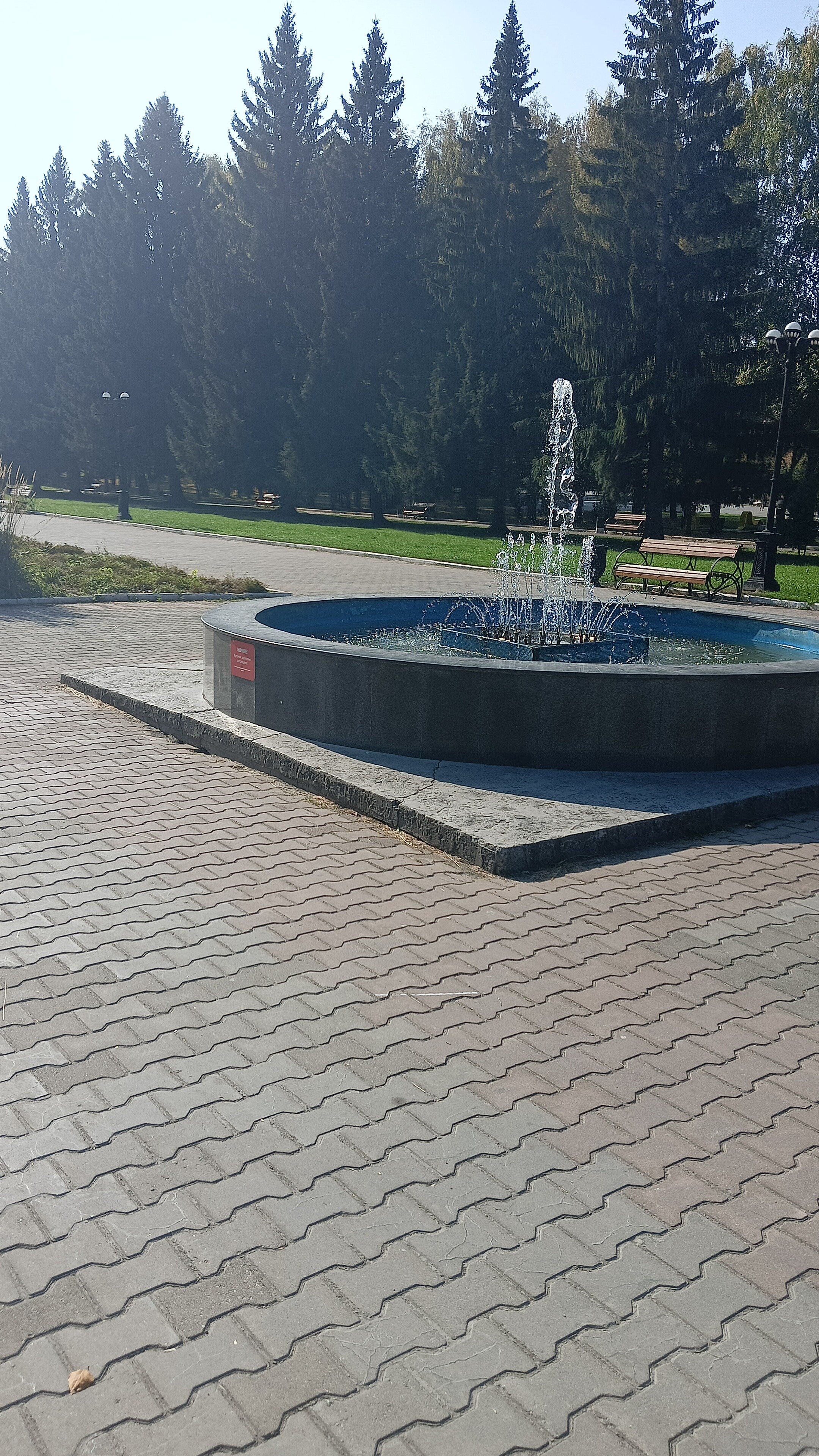 Фото Белый Клевер