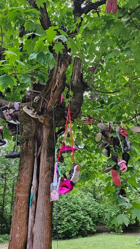 Чудо-дерево, природа, Москва, Новомосковский административный